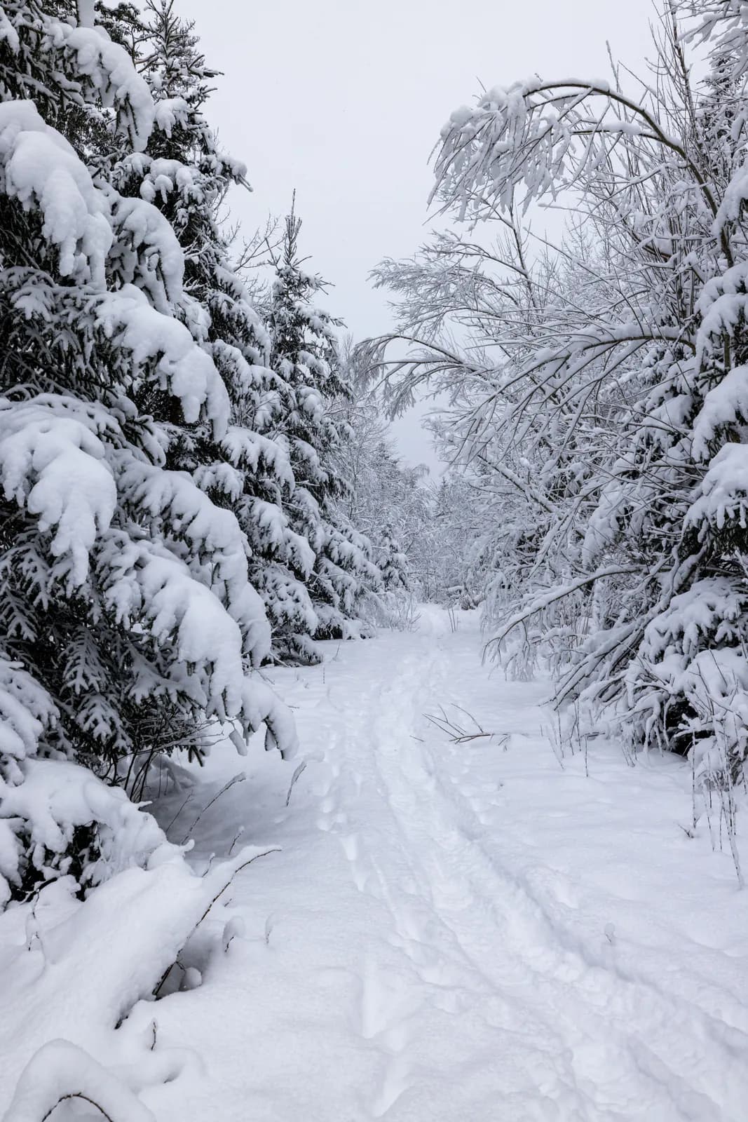 Snowy forest trail inviting winter hikers through dense evergreen trees