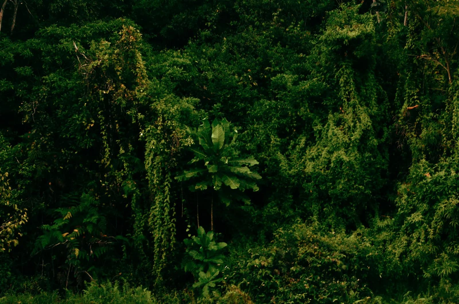 Lush tropical forest canopy with vibrant green foliage and hanging vines