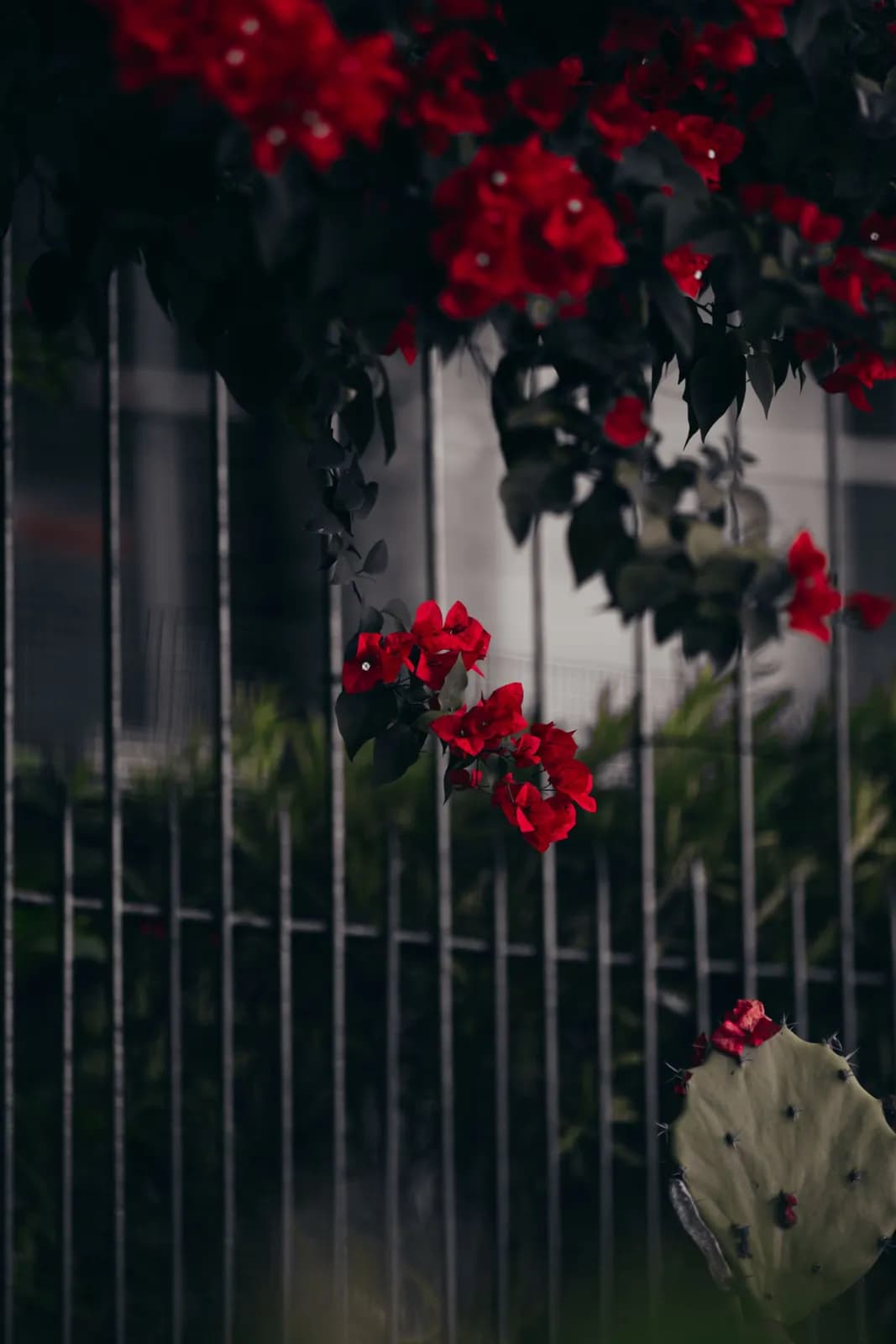 Vibrant red bougainvillea flowers blooming over a dark metal garden fence in a sunny outdoor setting