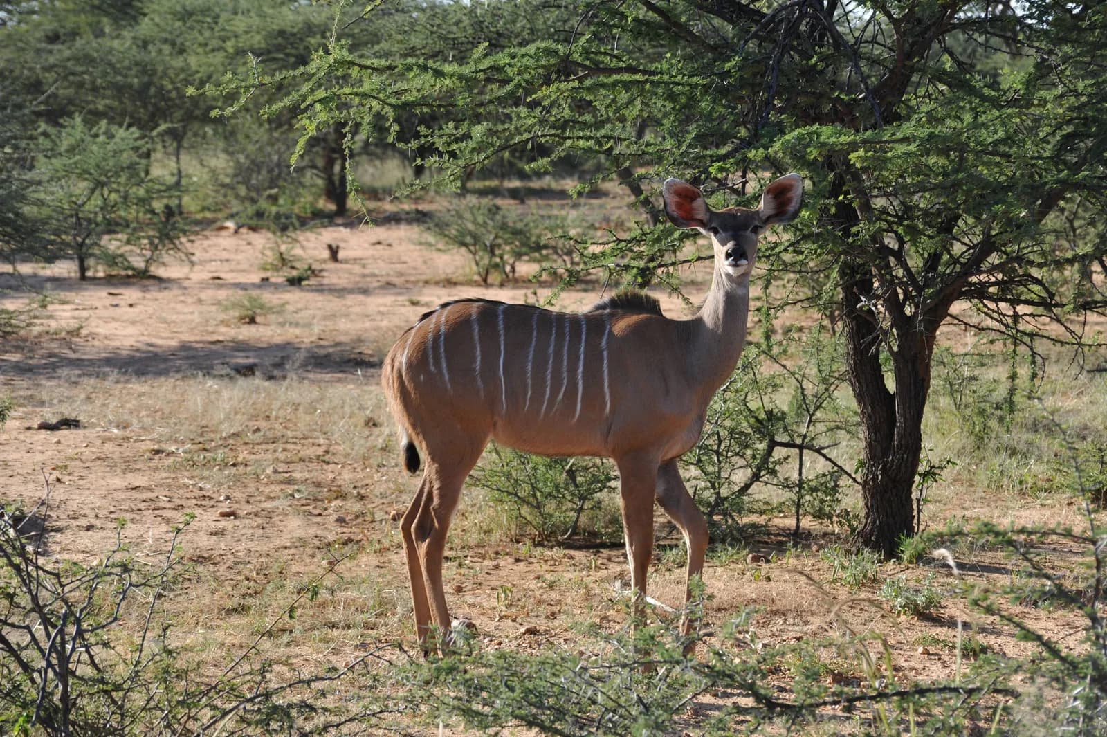 Female greater kudu standing in the african savanna wilderness during a sunny day