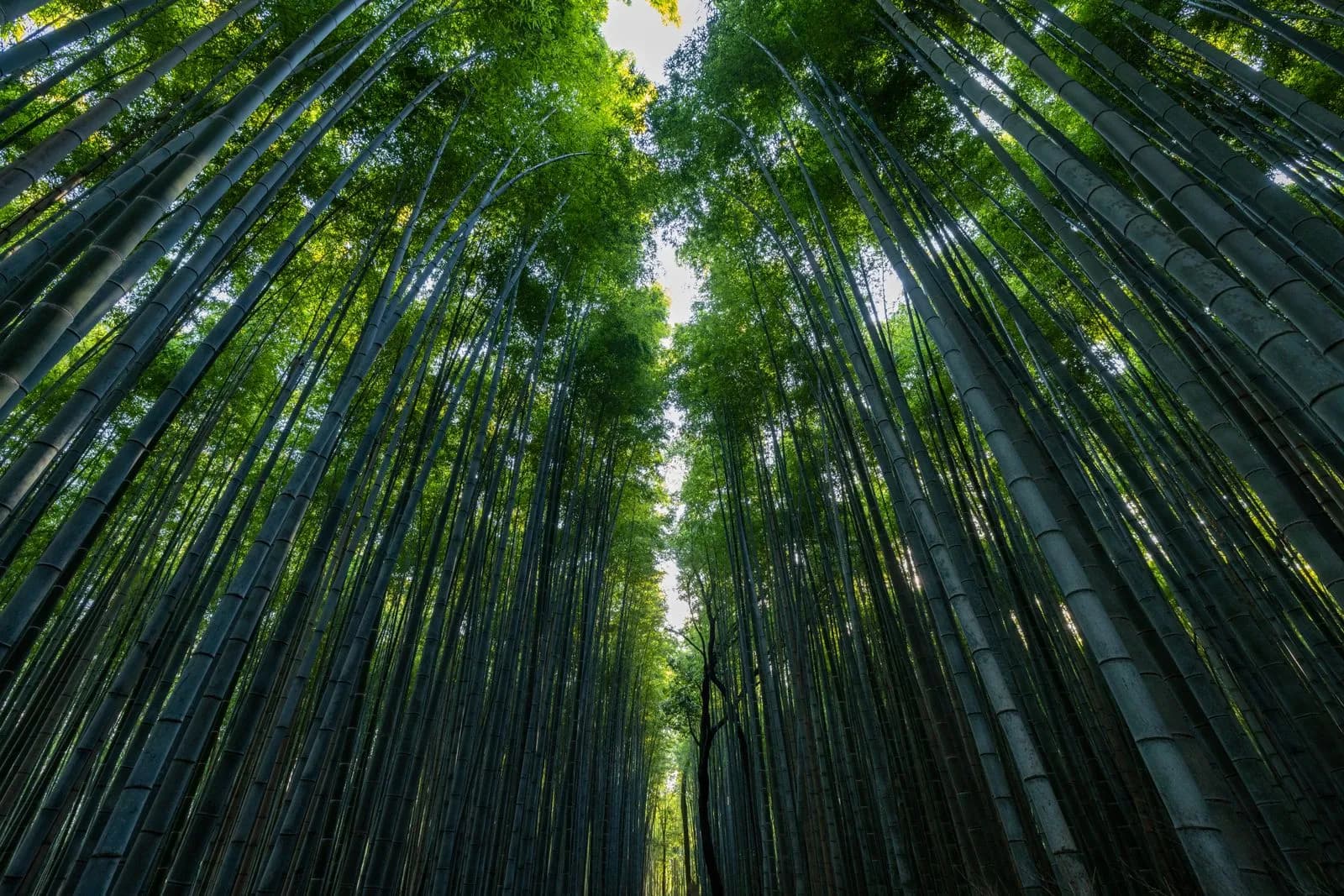 Low angle view of tall green bamboo stalks in a dense forest grove during a bright sunny day