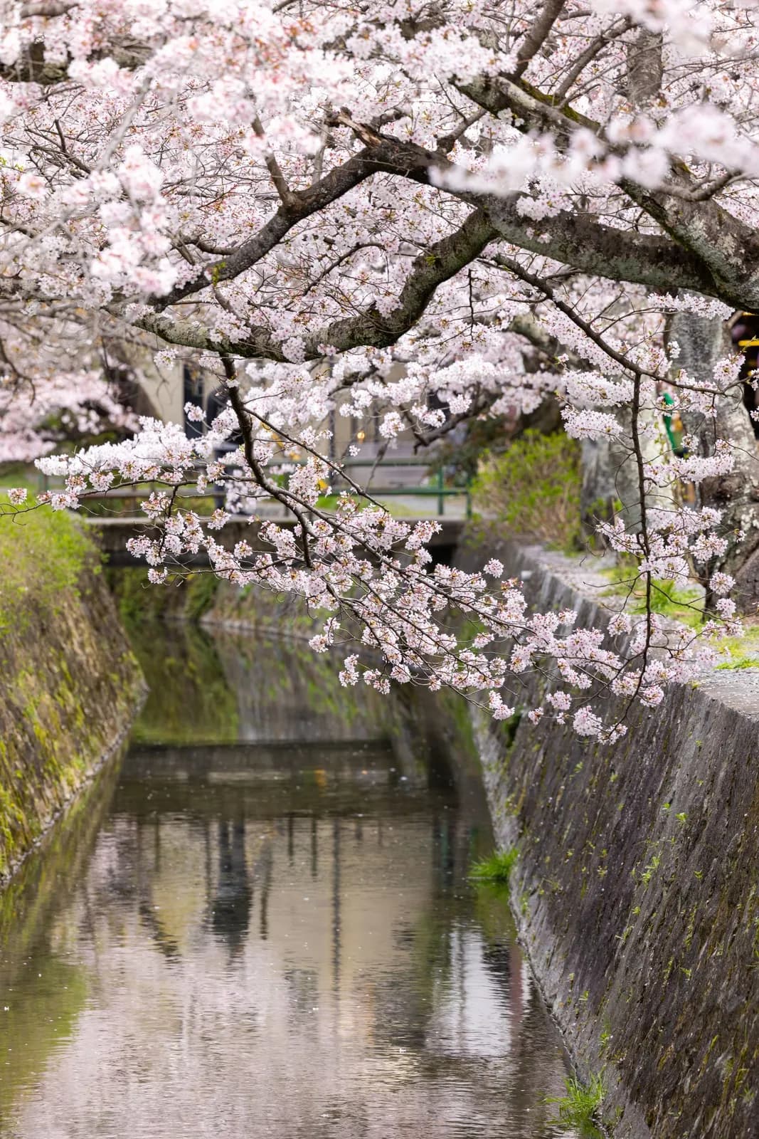 Cherry blossoms blooming over a peaceful canal in spring season