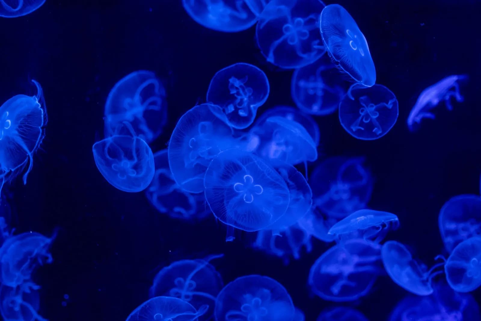 Group of glowing blue jellyfish swimming in dark deep ocean water background