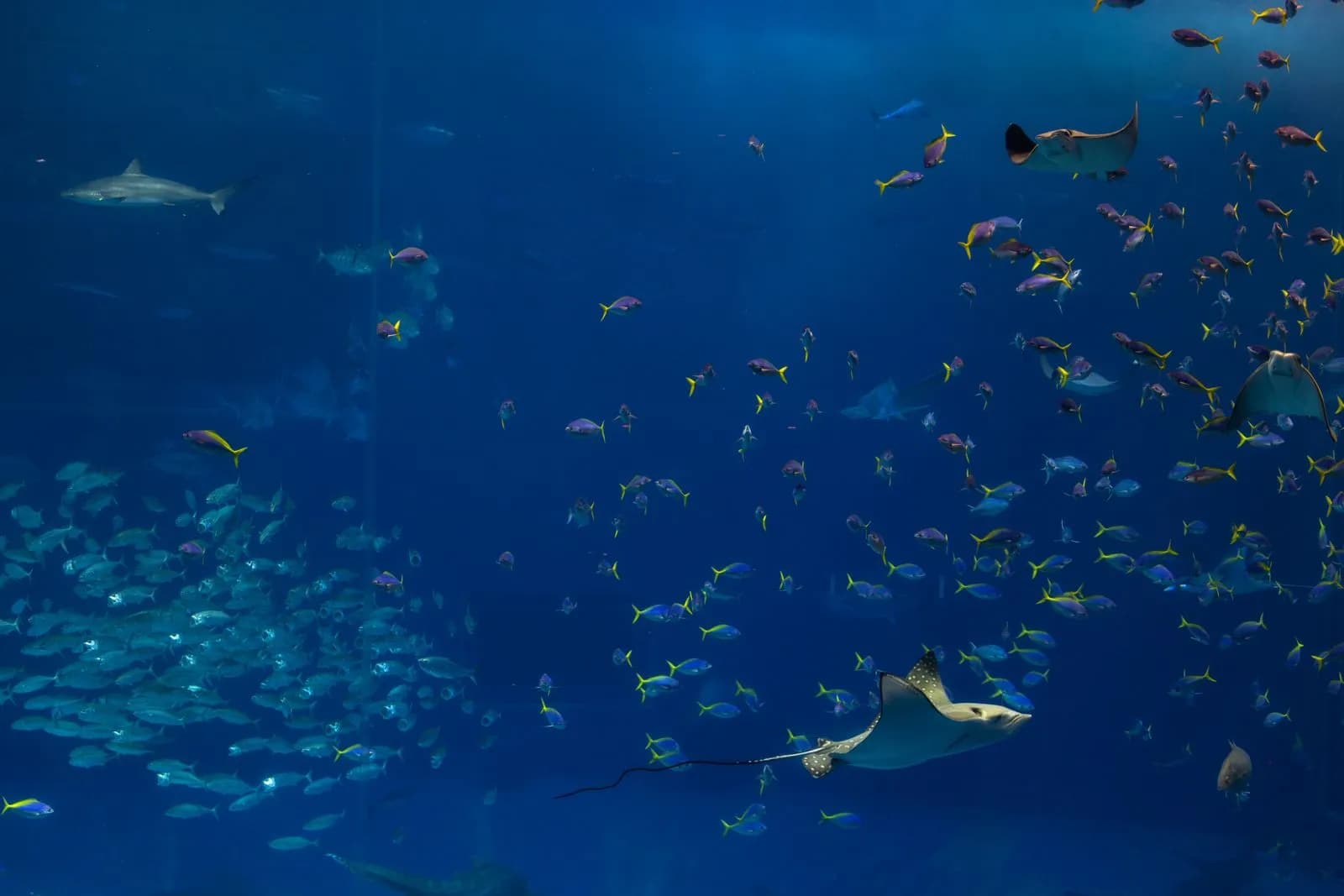 Large school of tropical fish and stingray swimming in deep blue aquarium water for marine life