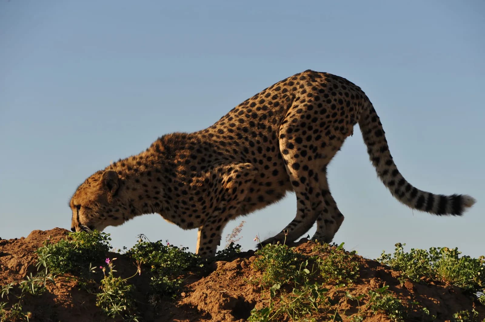 Wild cheetah standing on a dirt mound in the african savanna during a sunny day
