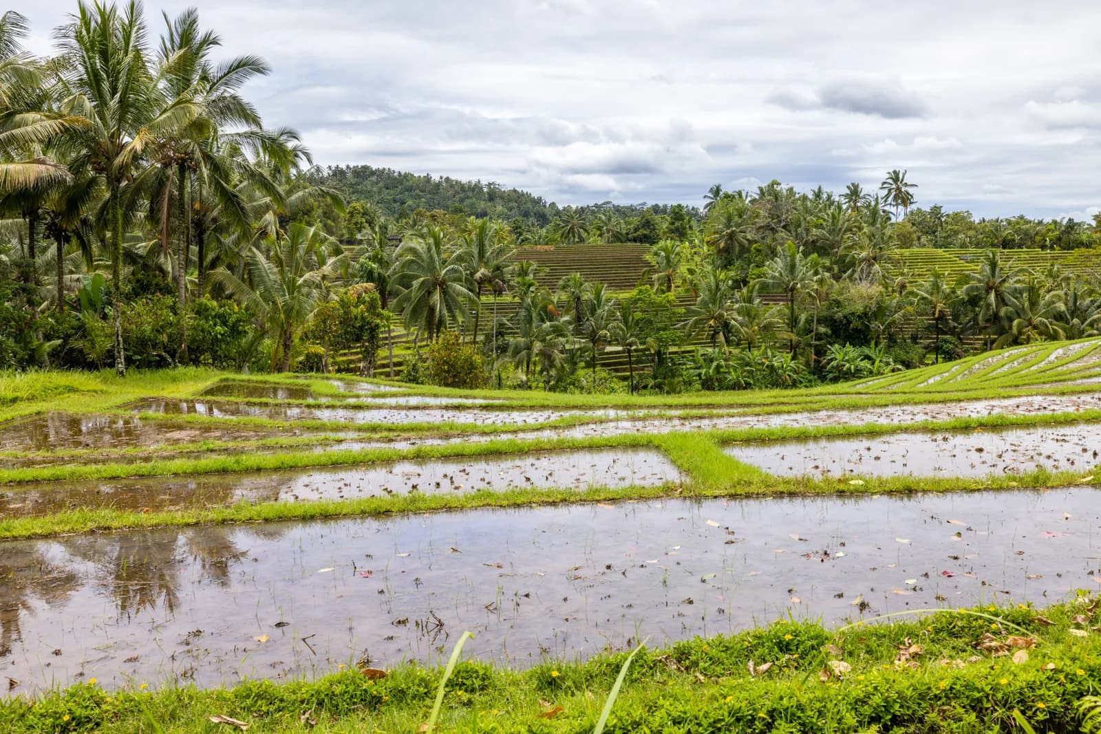 Lush green rice terraces in bali with tropical palm trees and cloudy sky landscape view