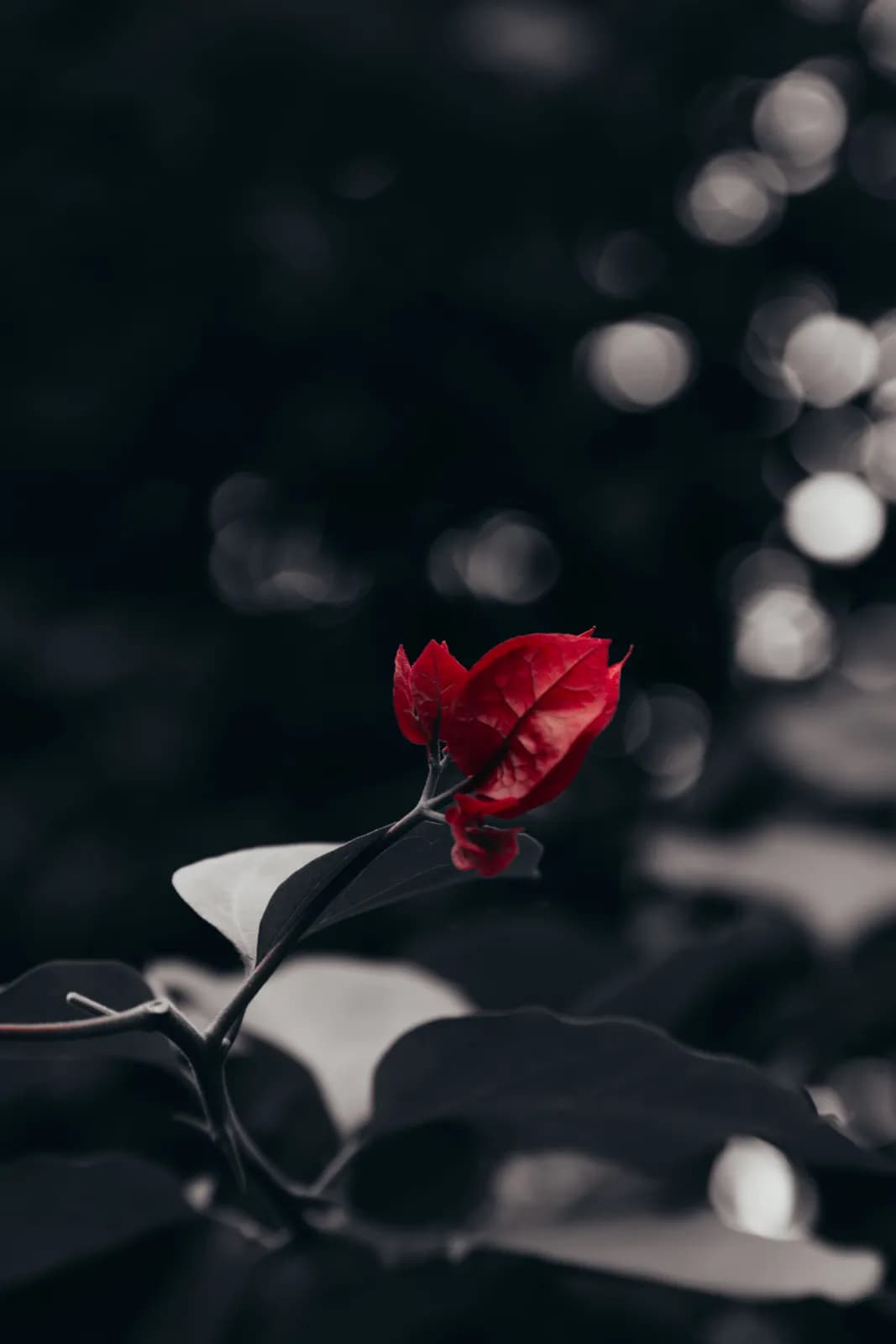 Vibrant red bougainvillea flower blooming on a branch with dark moody blurred background