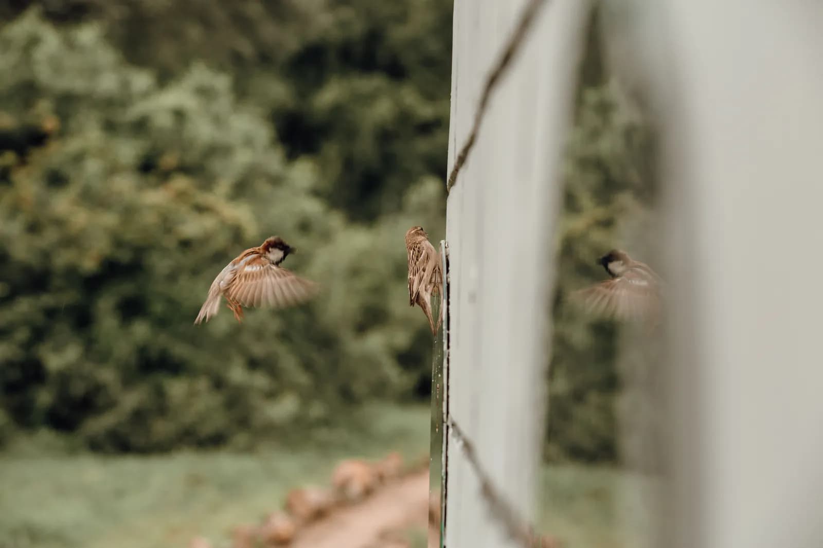 Small brown sparrow flying towards a reflective surface in a lush green garden setting outdoors