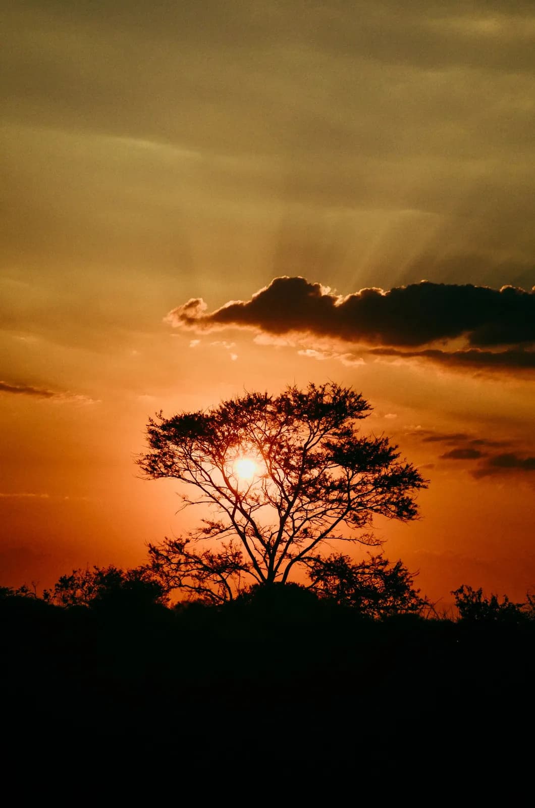 Dramatic sunset silhouette of an acacia tree in the african savanna landscape at golden hour