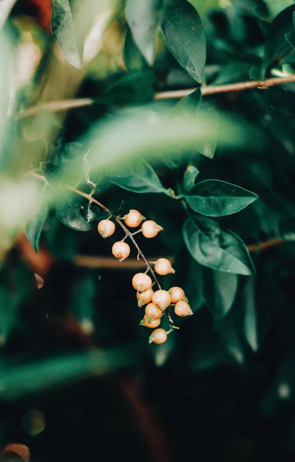 Small round yellow berries hanging on a thin branch surrounded by lush green leaves in a garden