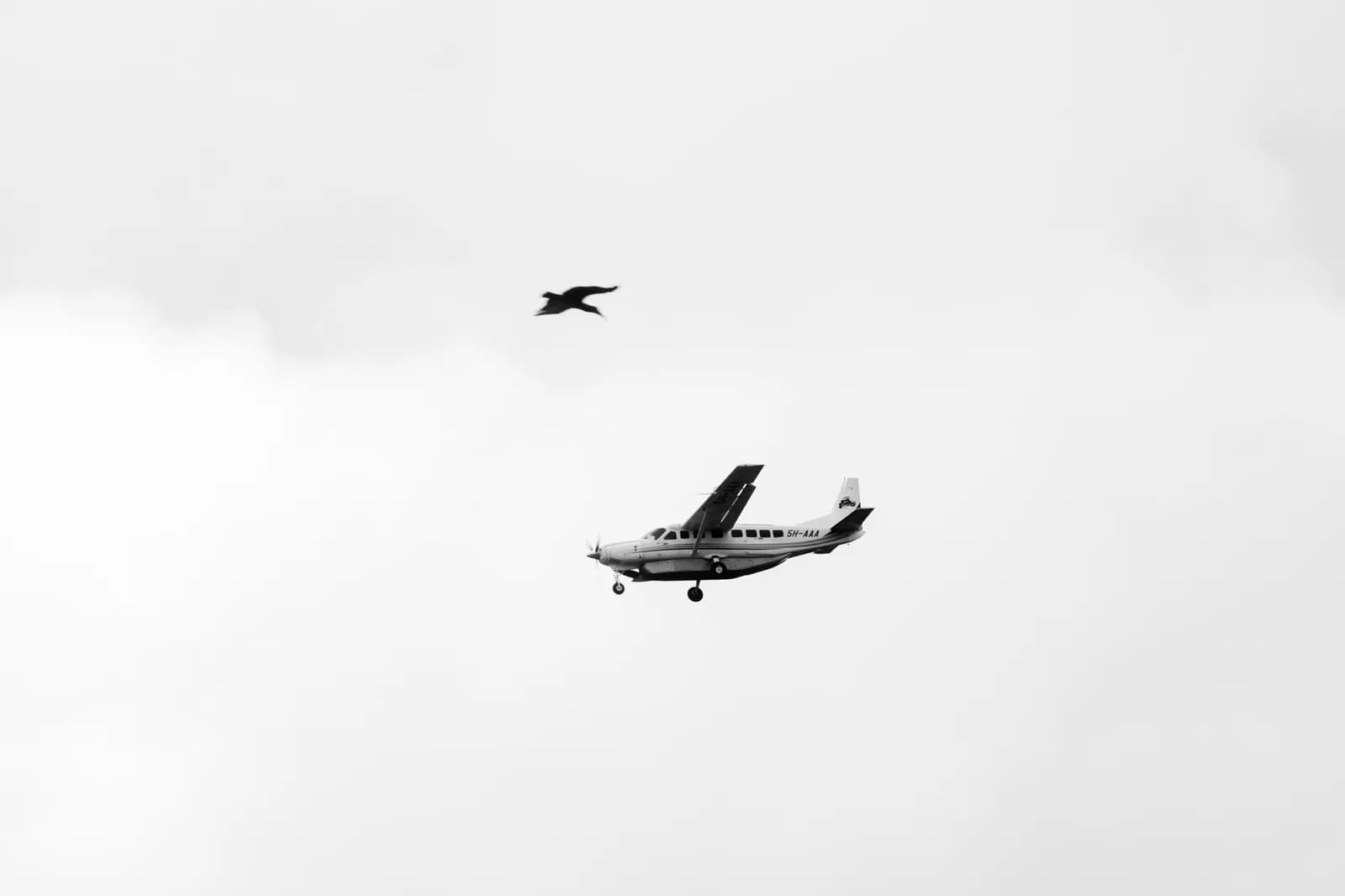 Small propeller airplane flying in the sky with a bird soaring above in cloudy weather conditions