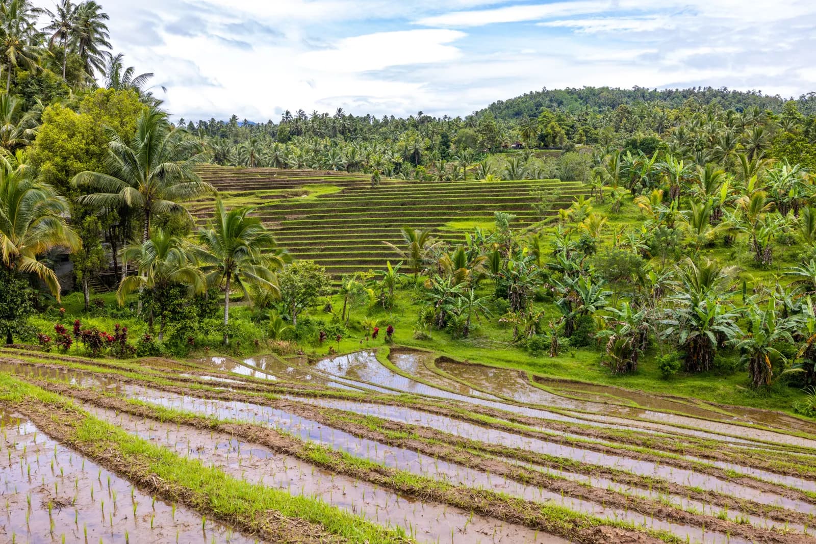 Lush green rice terraces in bali indonesia with tropical palm trees and agricultural landscape