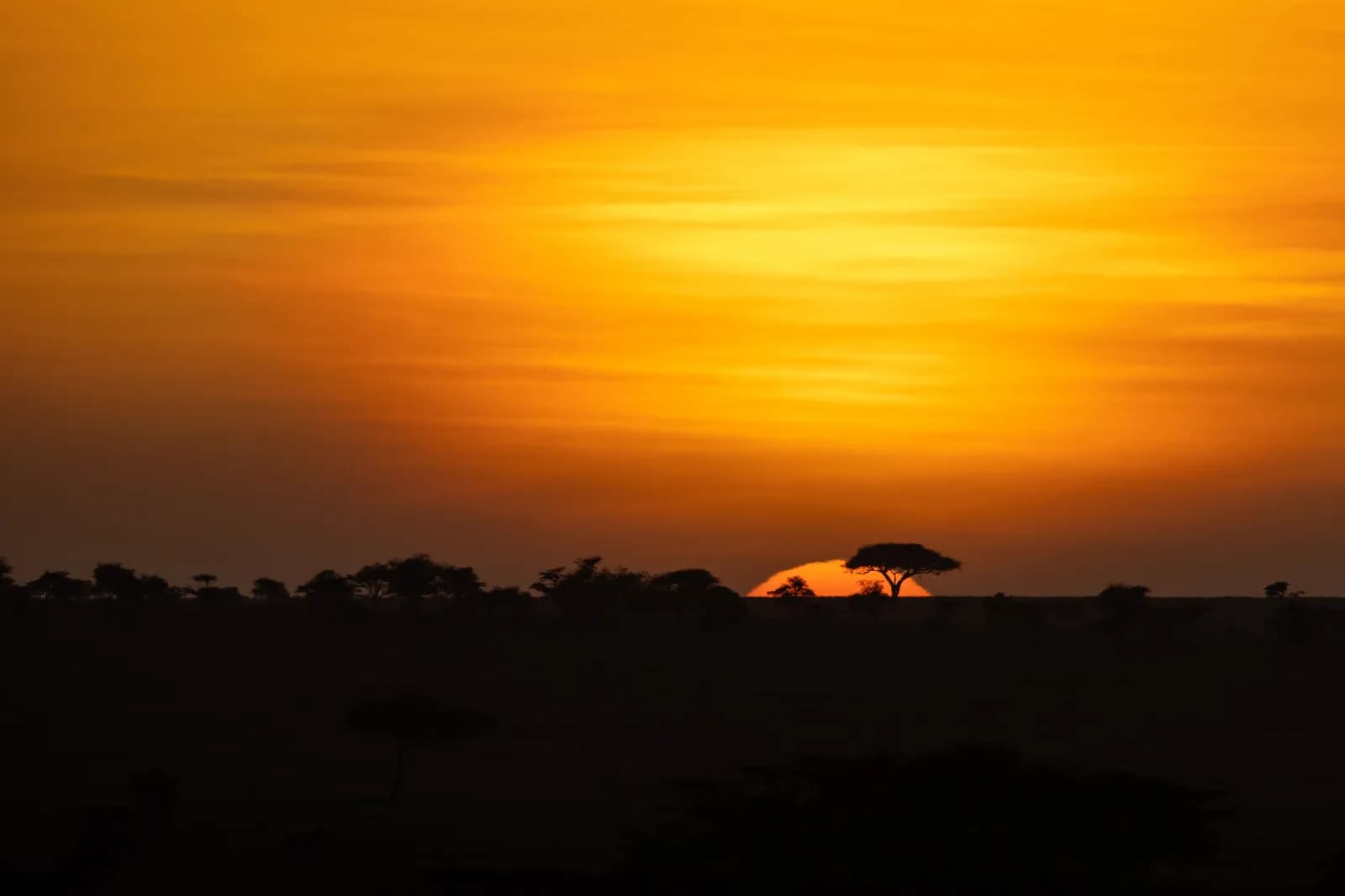Vibrant african savanna sunset with silhouette of acacia tree on horizon