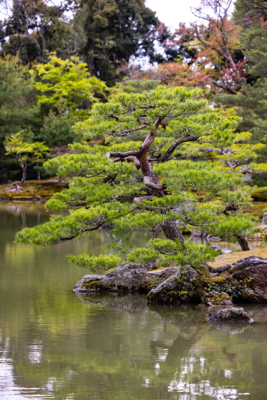 Scenic japanese garden with a pine bonsai tree growing on rocks beside a calm pond water surface