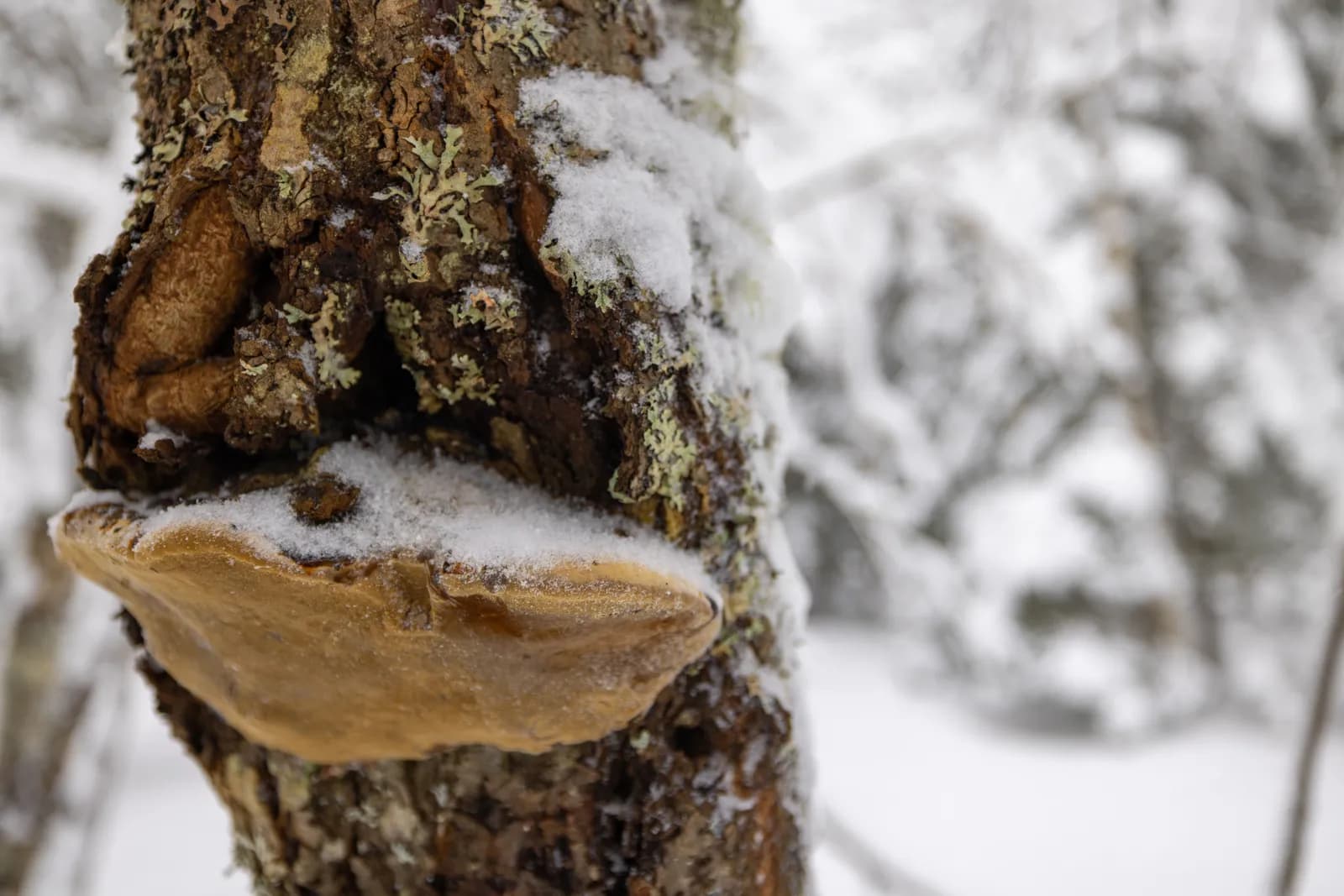 Bracket fungus growing on a tree trunk covered in fresh white snow during a cold winter day