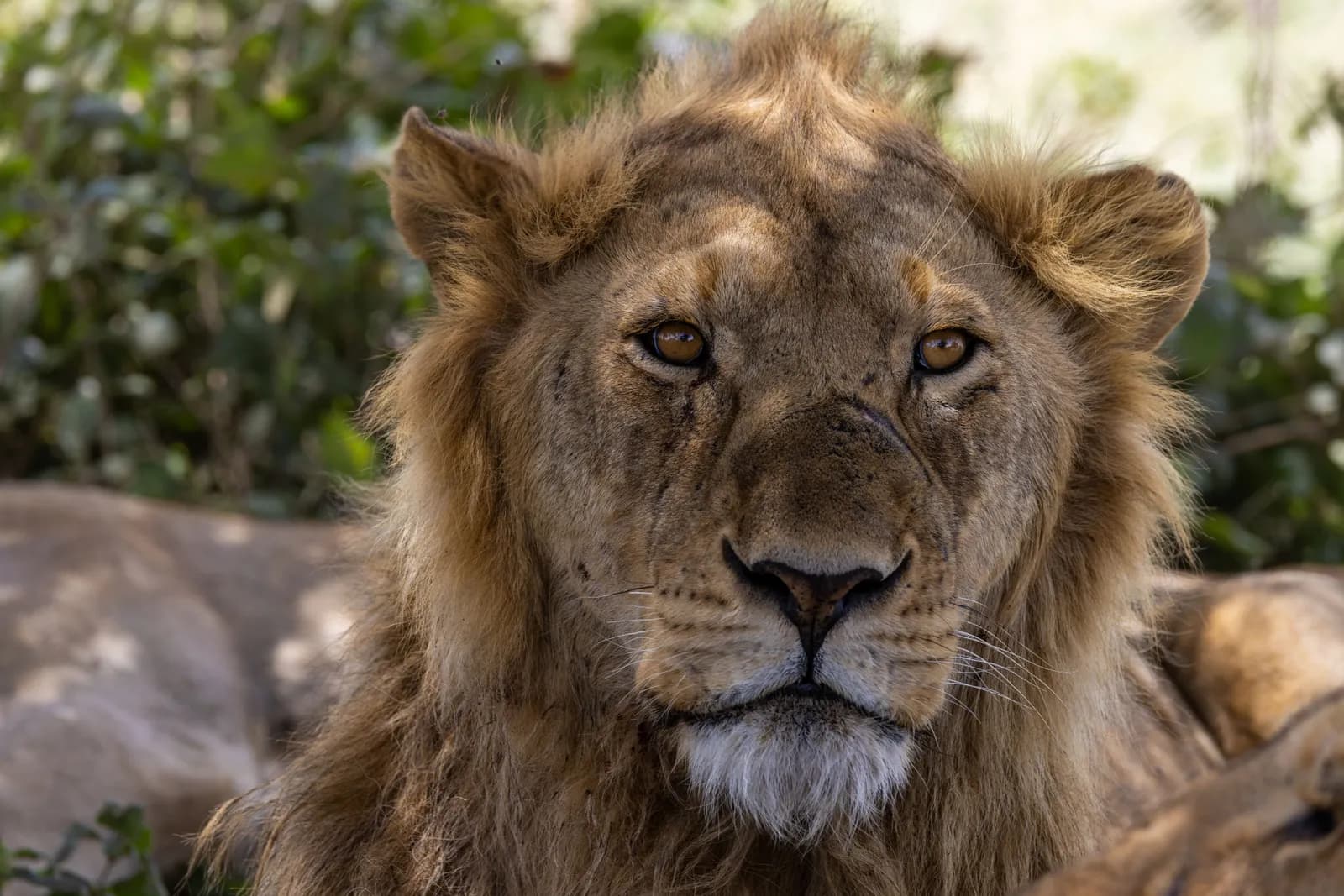 Close up portrait of a wild male lion resting in the shade of a tree in the african savanna