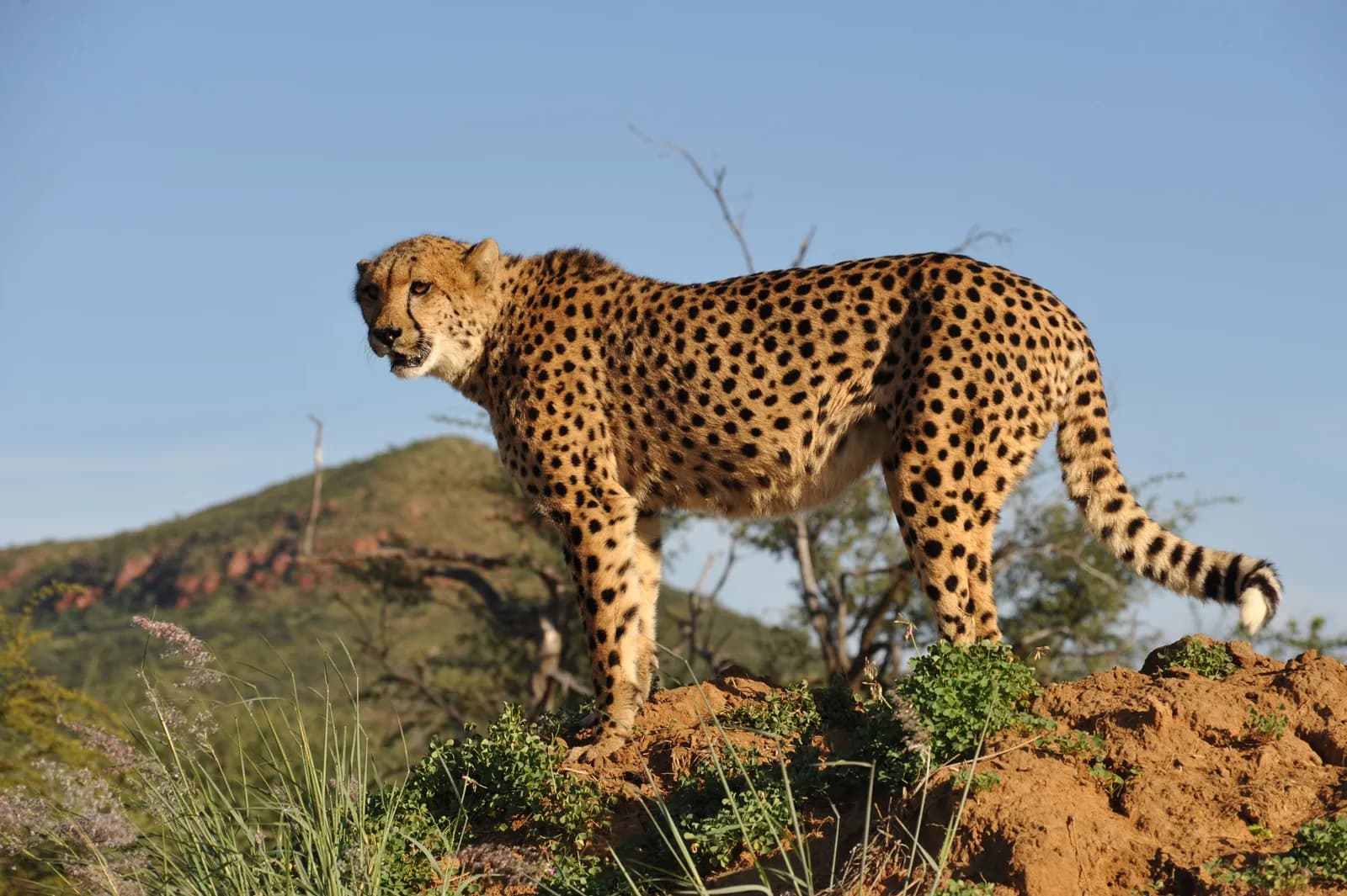 Wild cheetah standing on a rocky hill in the african savanna during a sunny day