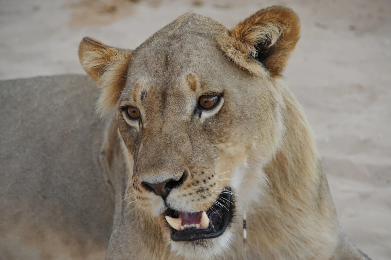 Close up portrait of a wild lioness resting on sandy ground in a natural african safari environment
