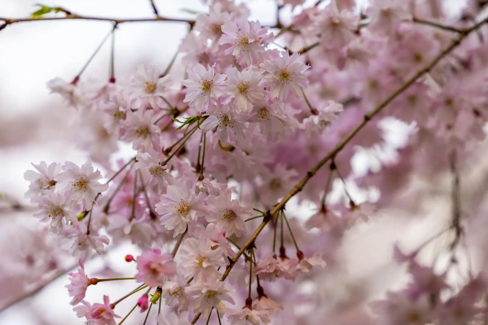 Pink cherry blossoms blooming on tree branches during the spring season in nature