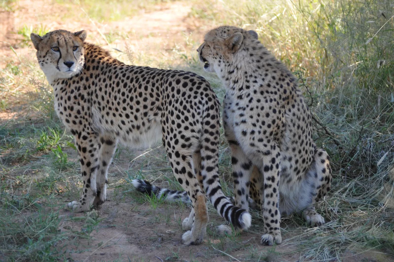 Two wild cheetahs standing and sitting together in the african savanna grassland habitat
