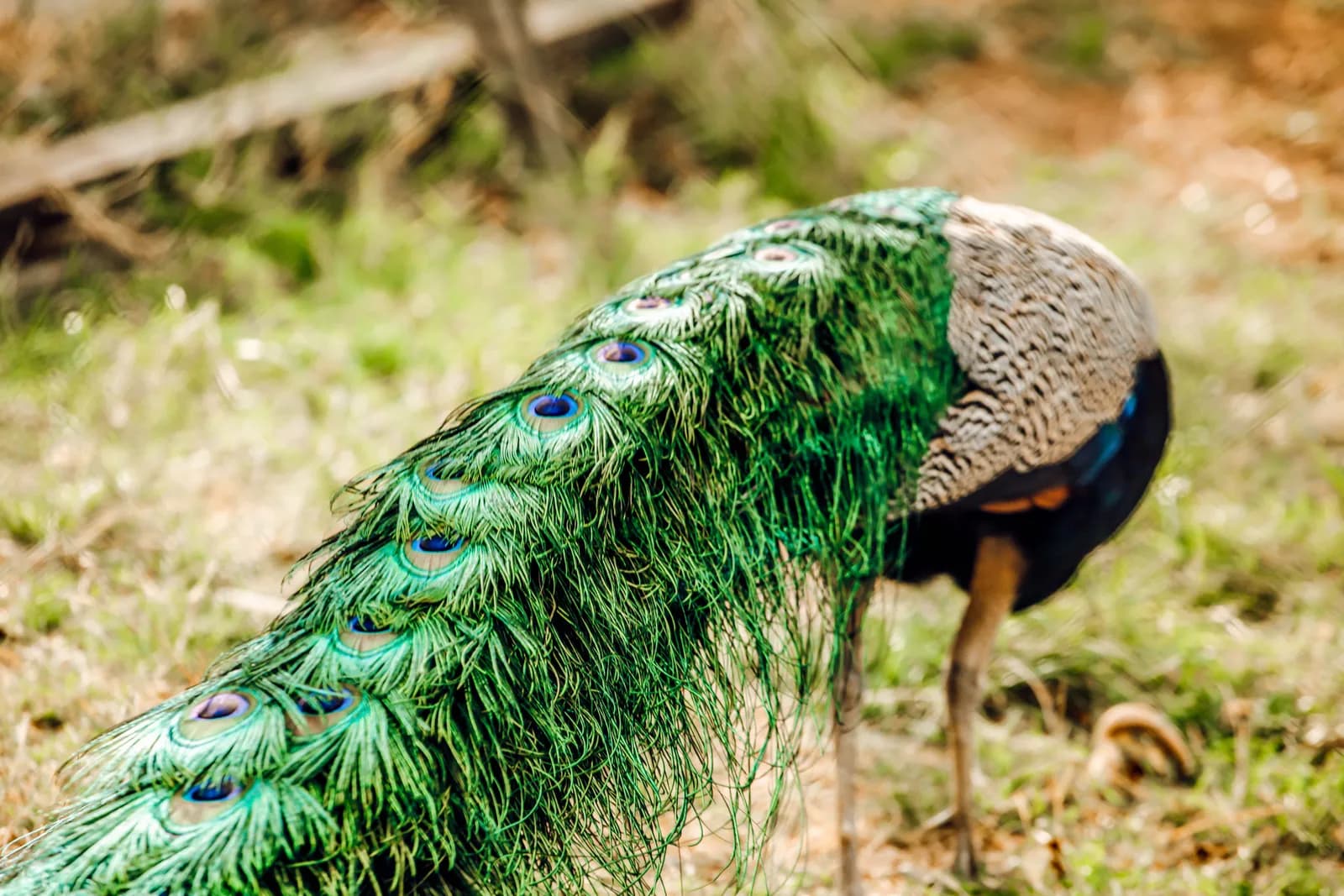 Peacock displaying vibrant feathers in natural outdoor setting