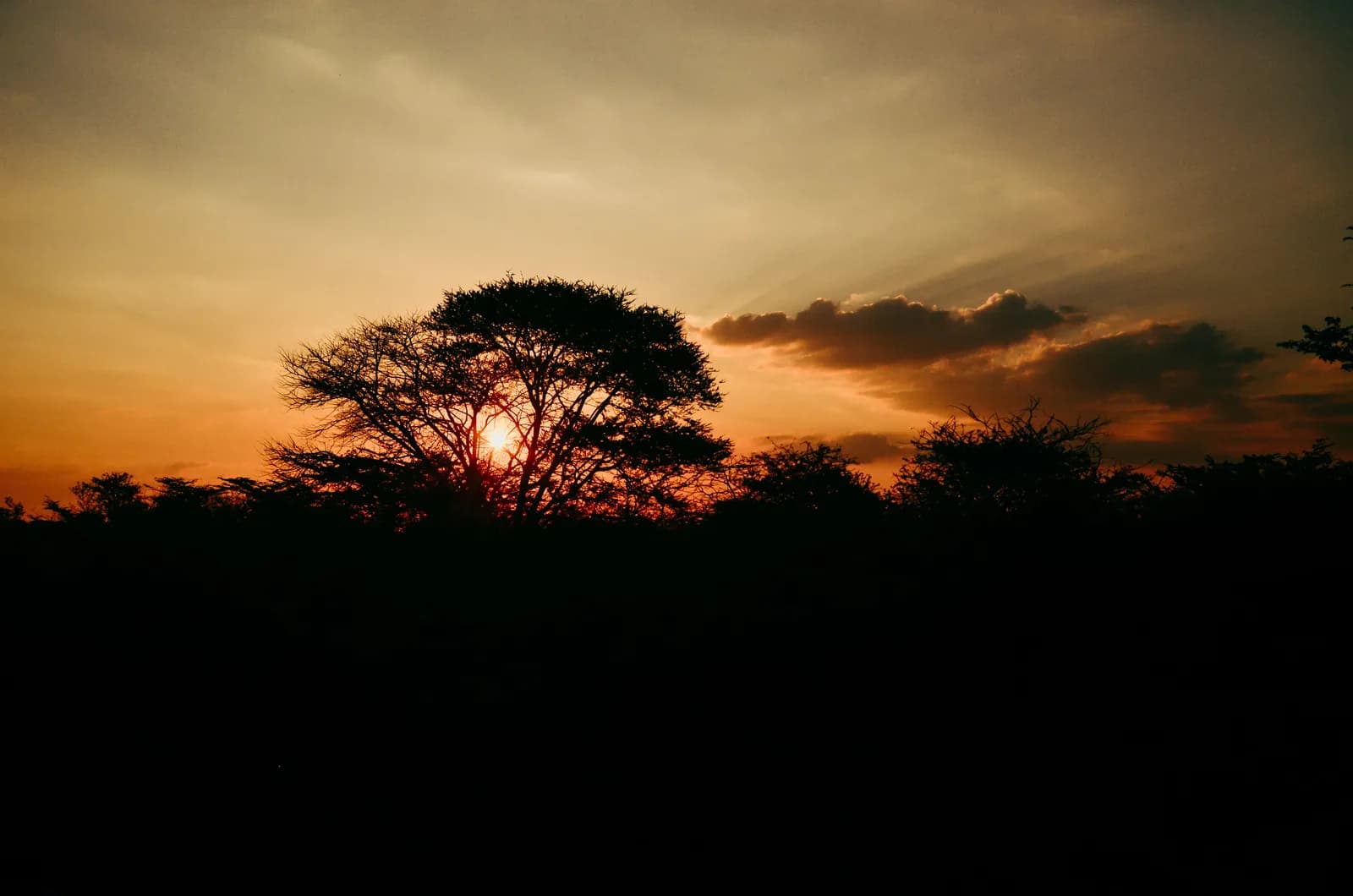 Dramatic sunset silhouette of acacia tree in african savanna landscape at golden hour