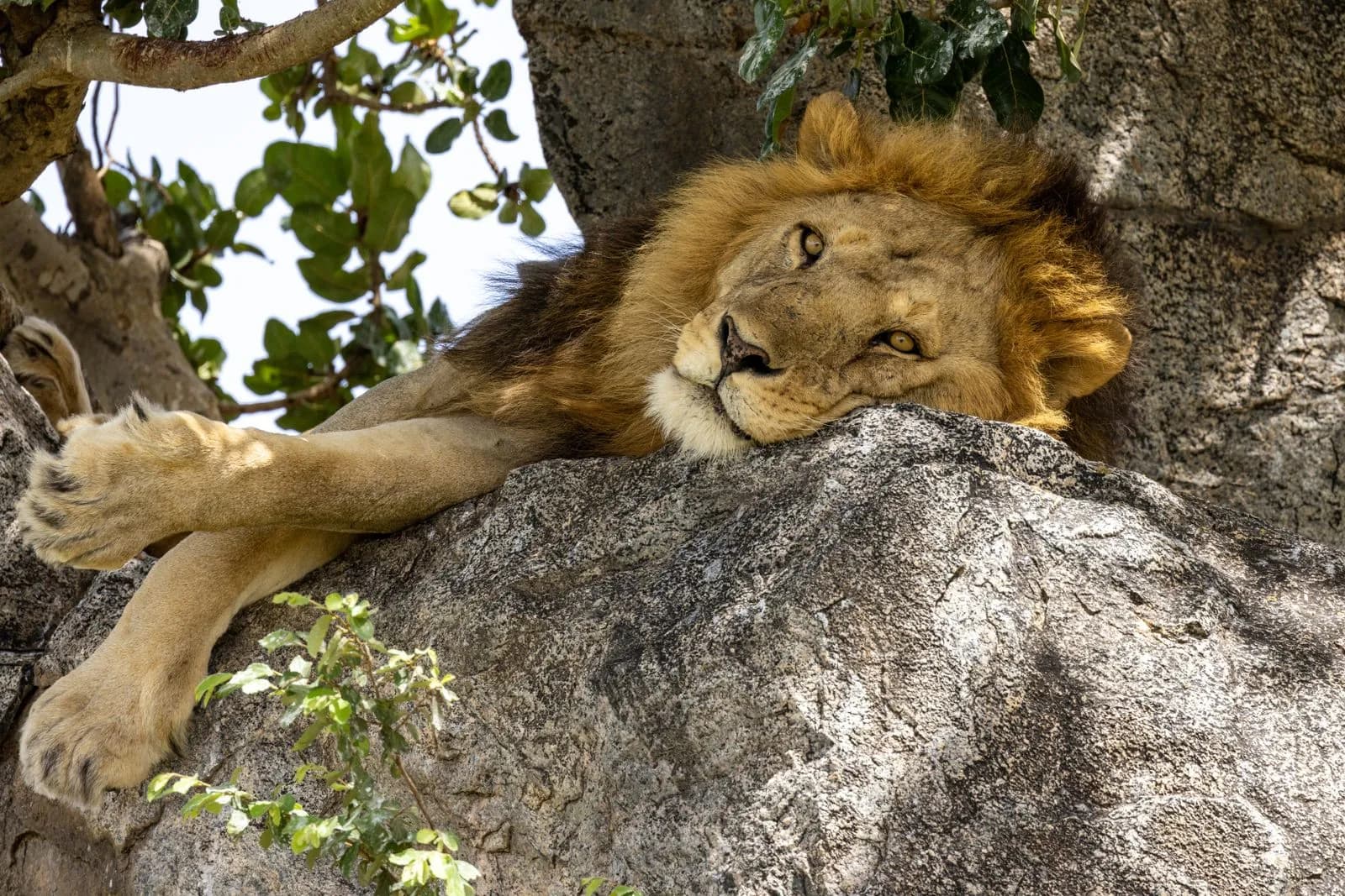 Majestic male lion resting comfortably on a large rock in the african savanna wilderness