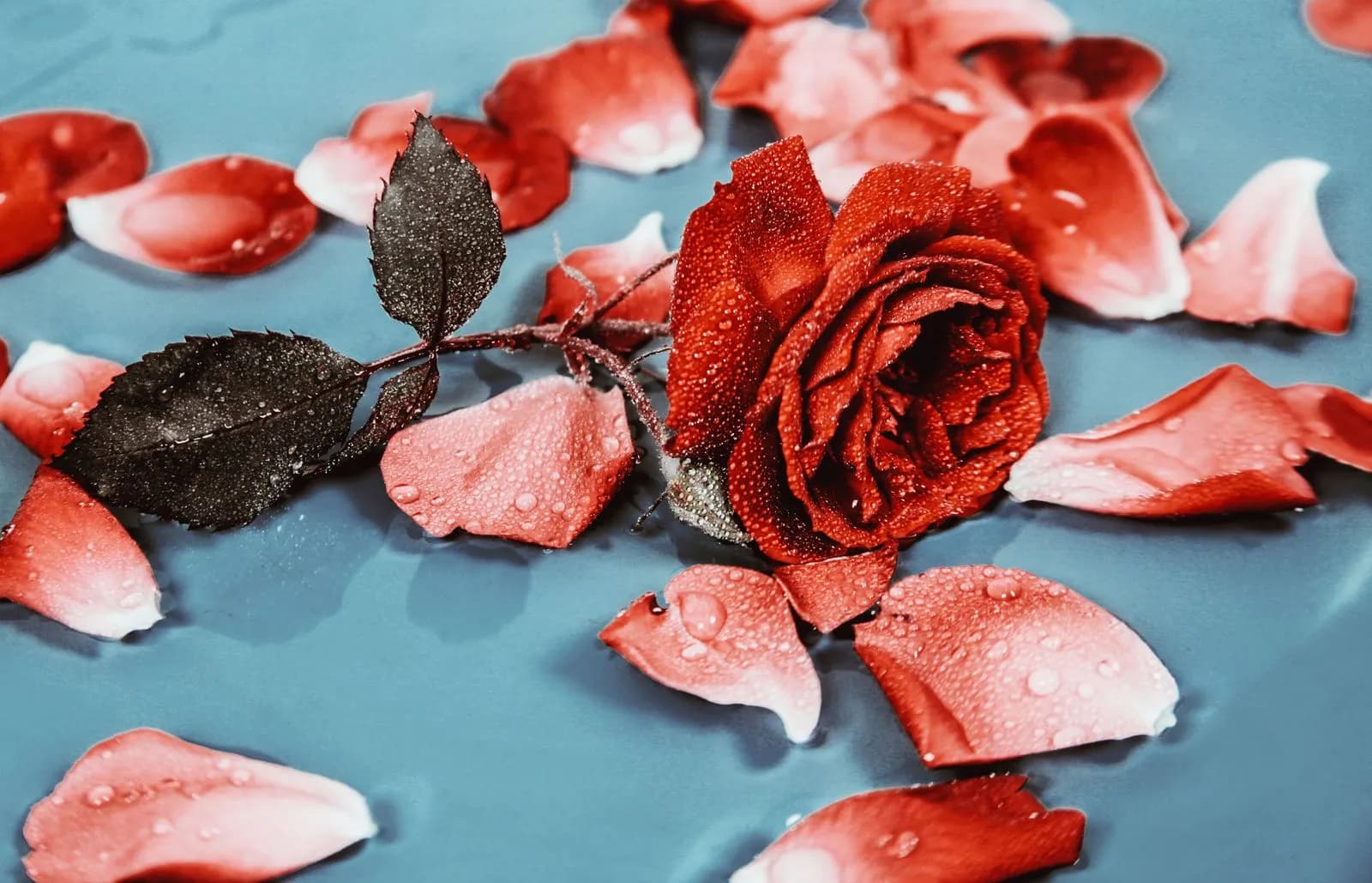 Red rose flower with water droplets and scattered petals on a blue background for valentines day