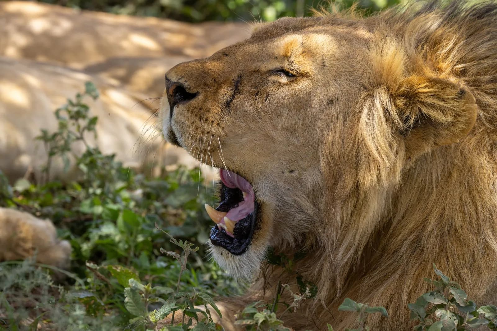 Majestic male lion yawning in the wild savanna showing sharp teeth and thick golden mane profile