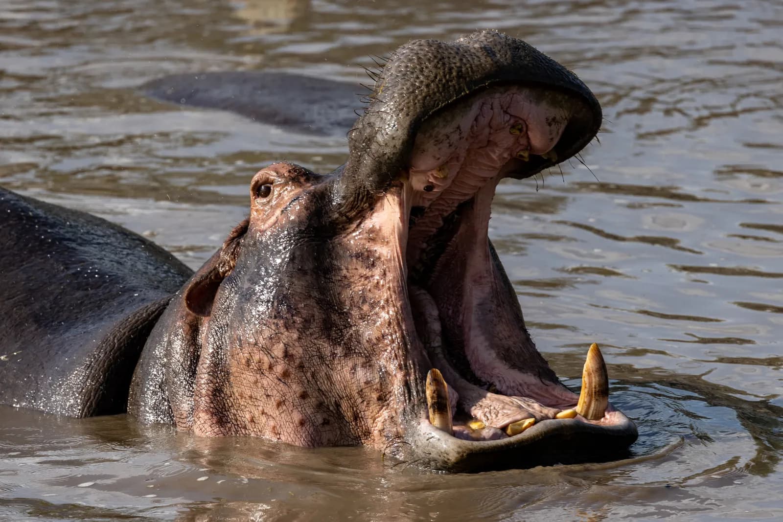 Hippopotamus with wide open mouth swimming in the river water during a sunny day in the wild