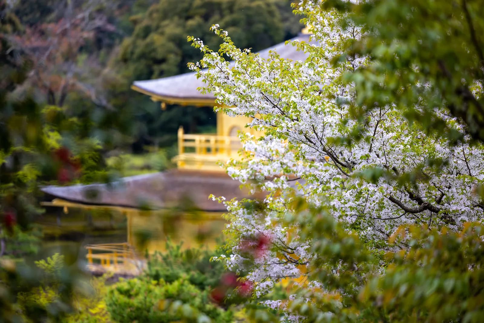 Golden pavilion temple in kyoto surrounded by blooming cherry blossoms in spring season