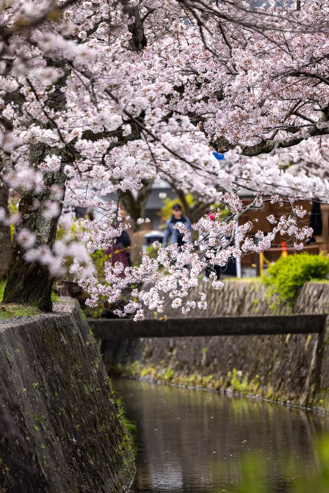 Cherry blossoms blooming over a peaceful canal in japan during spring season
