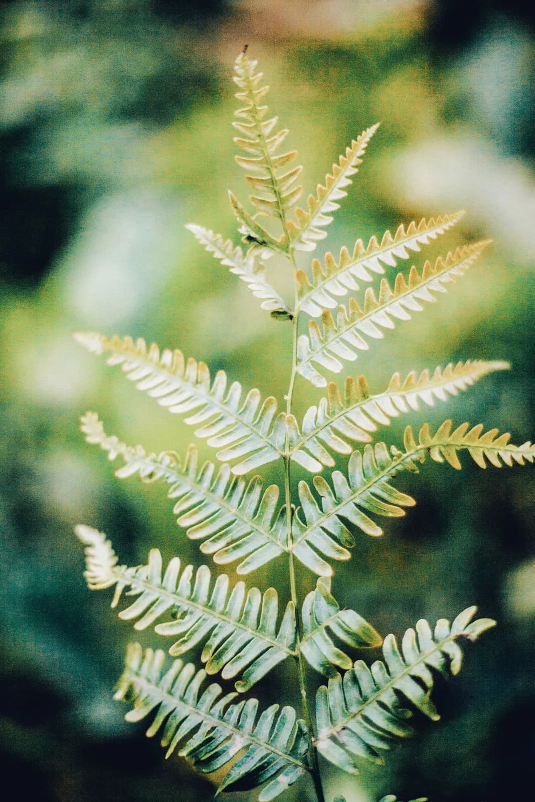 Close up of a single green fern leaf growing in a lush forest with soft natural sunlight background