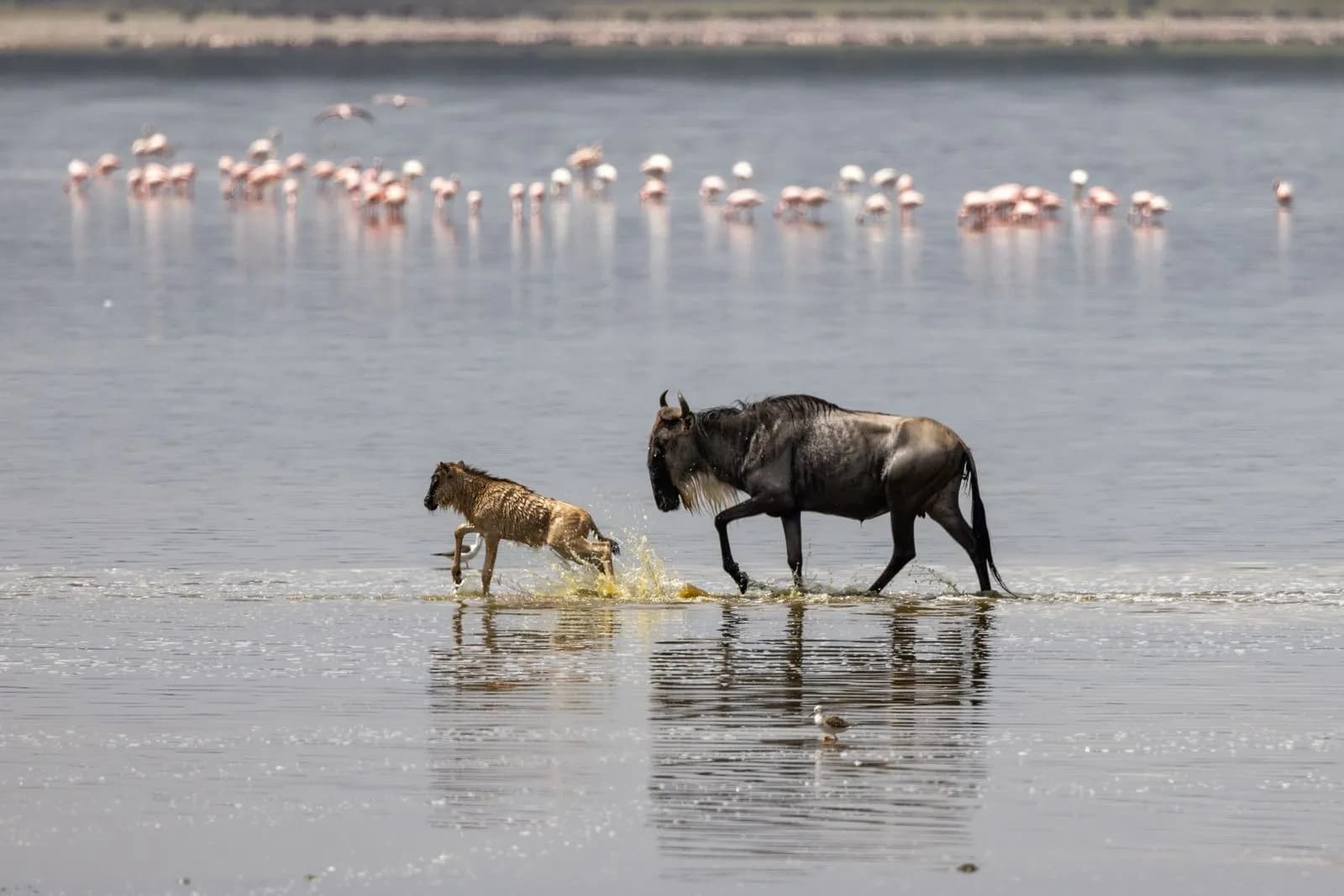 Wildebeest mother and calf walking through shallow water in tanzania safari