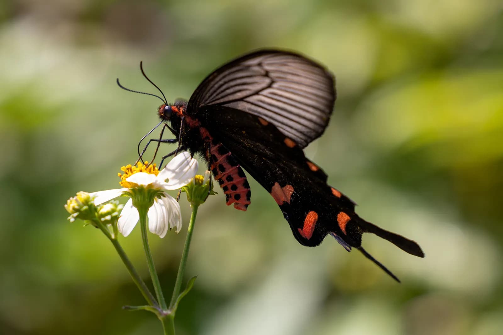 Black swallowtail butterfly feeding on a white wildflower in a sunny garden environment