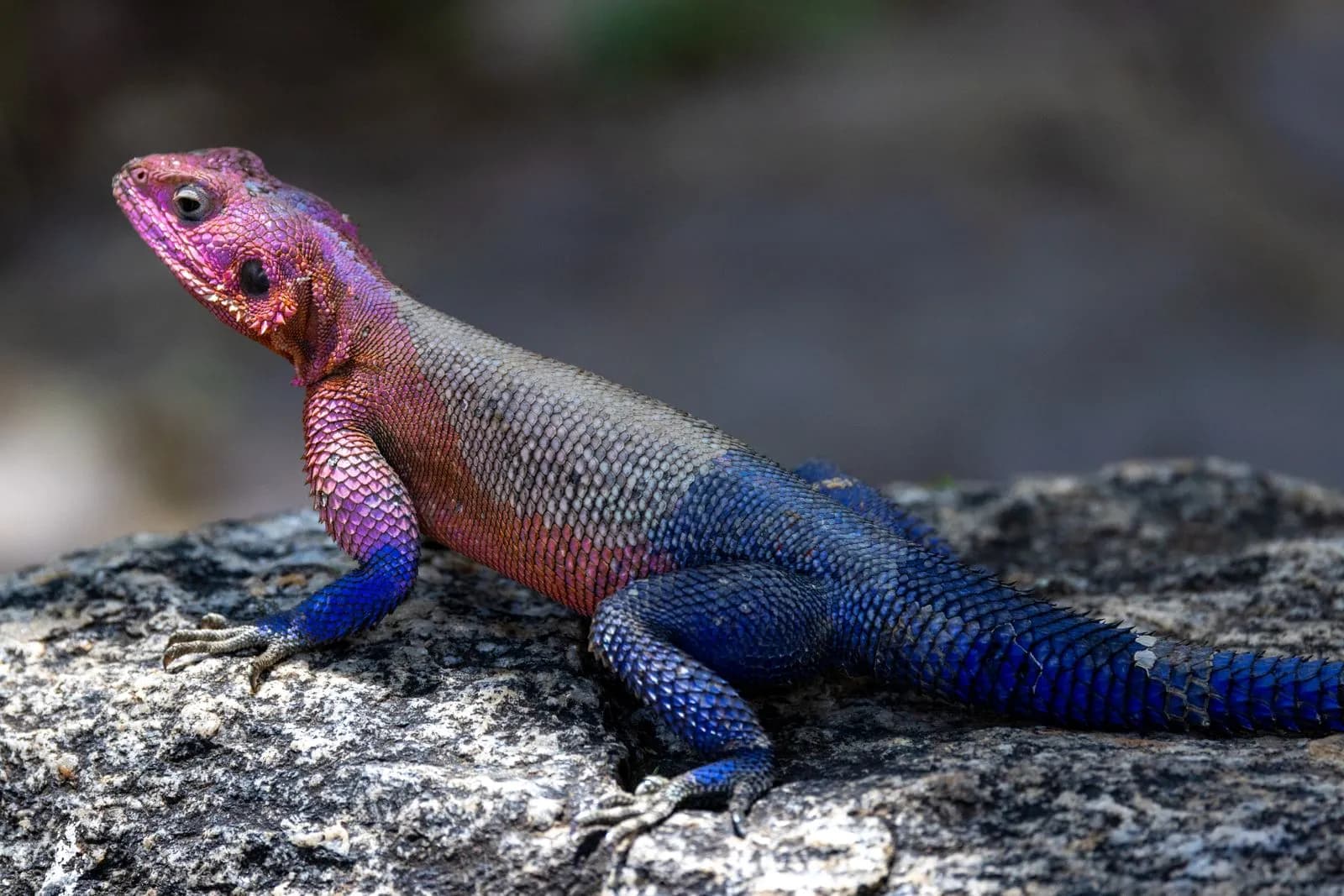 Colorful agama lizard resting on a textured rock in a natural outdoor wildlife environment