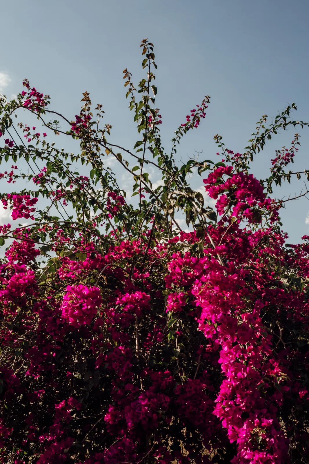 Vibrant pink bougainvillea flowers blooming in bright sunlight outdoor garden
