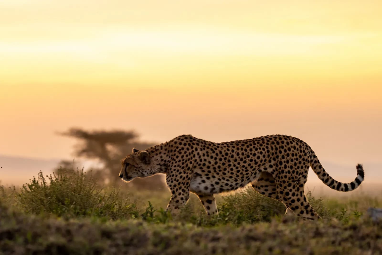 Wild cheetah walking through the african savanna during a golden sunset in the wilderness