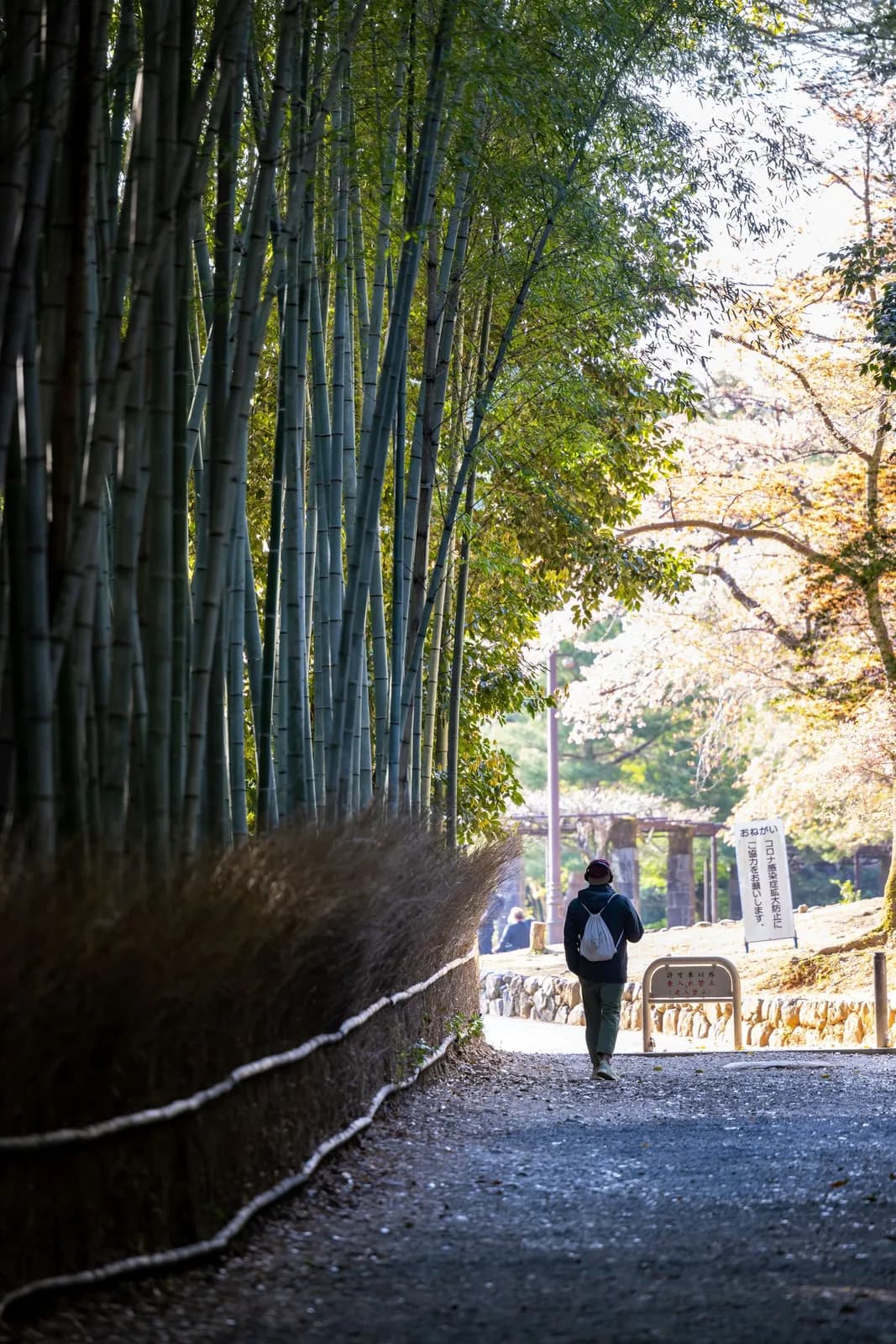 Person walking on a path through a bamboo forest in japan during a sunny spring day