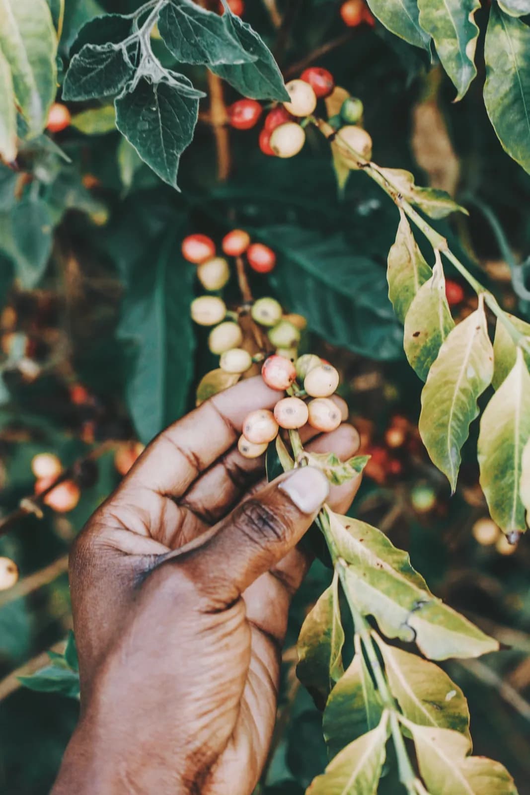 Hand picking fresh coffee cherries from a tree branch on a sustainable organic farm plantation