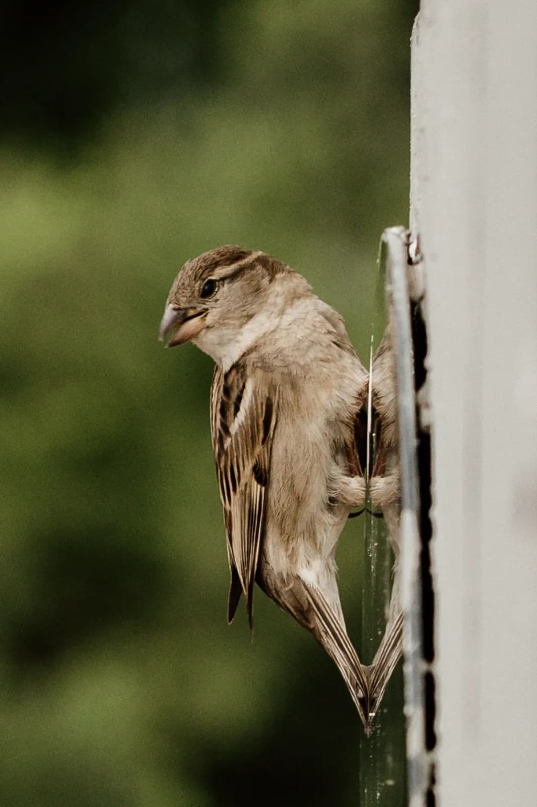 Small house sparrow perched on a vertical metal surface in a natural outdoor garden setting