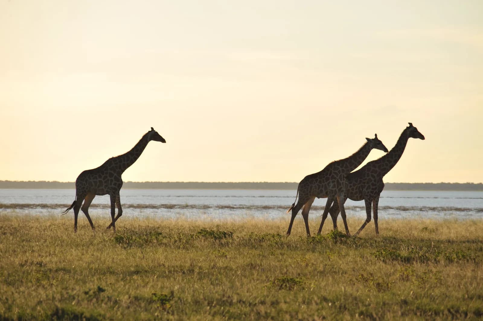 Three giraffes walking through african savanna landscape during golden hour sunset light