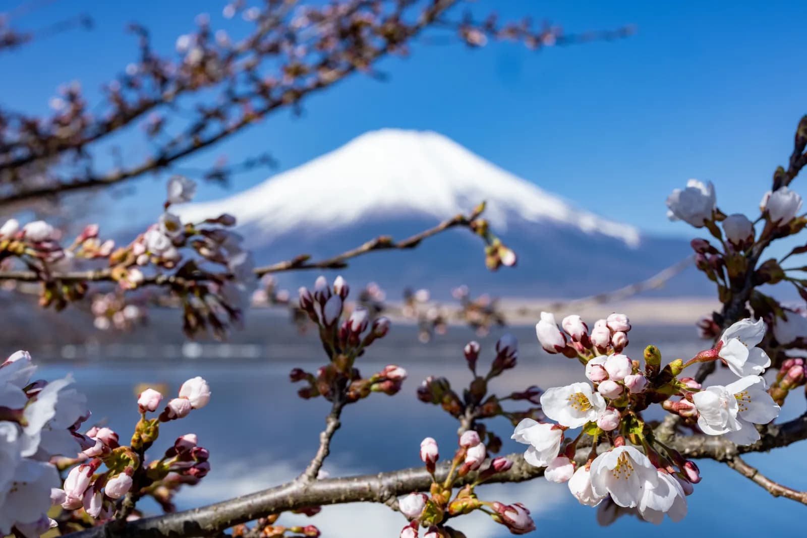 Mount fuji view with blooming cherry blossoms in spring season in japan