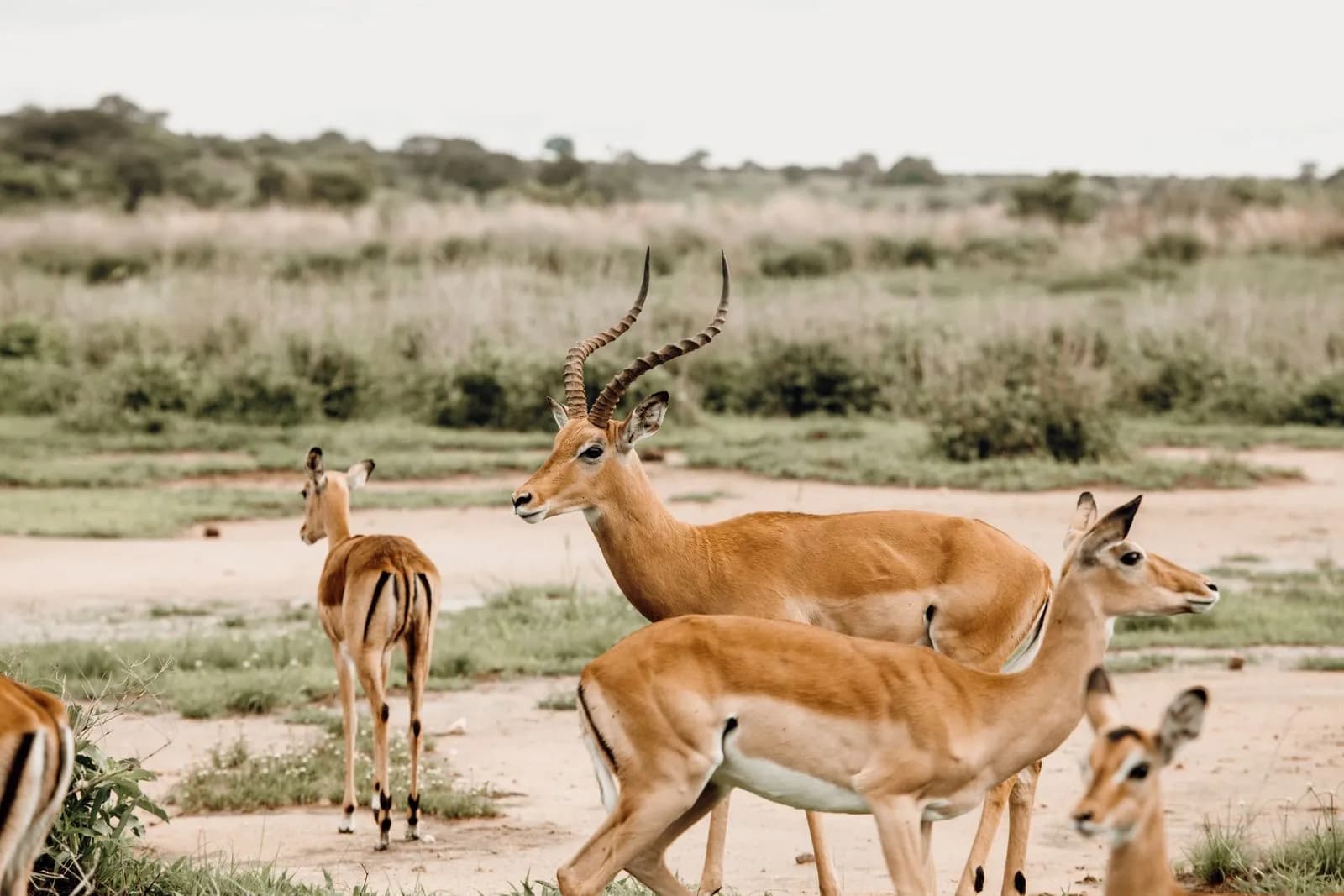 Wild impala antelopes grazing in the african savanna landscape during a sunny day