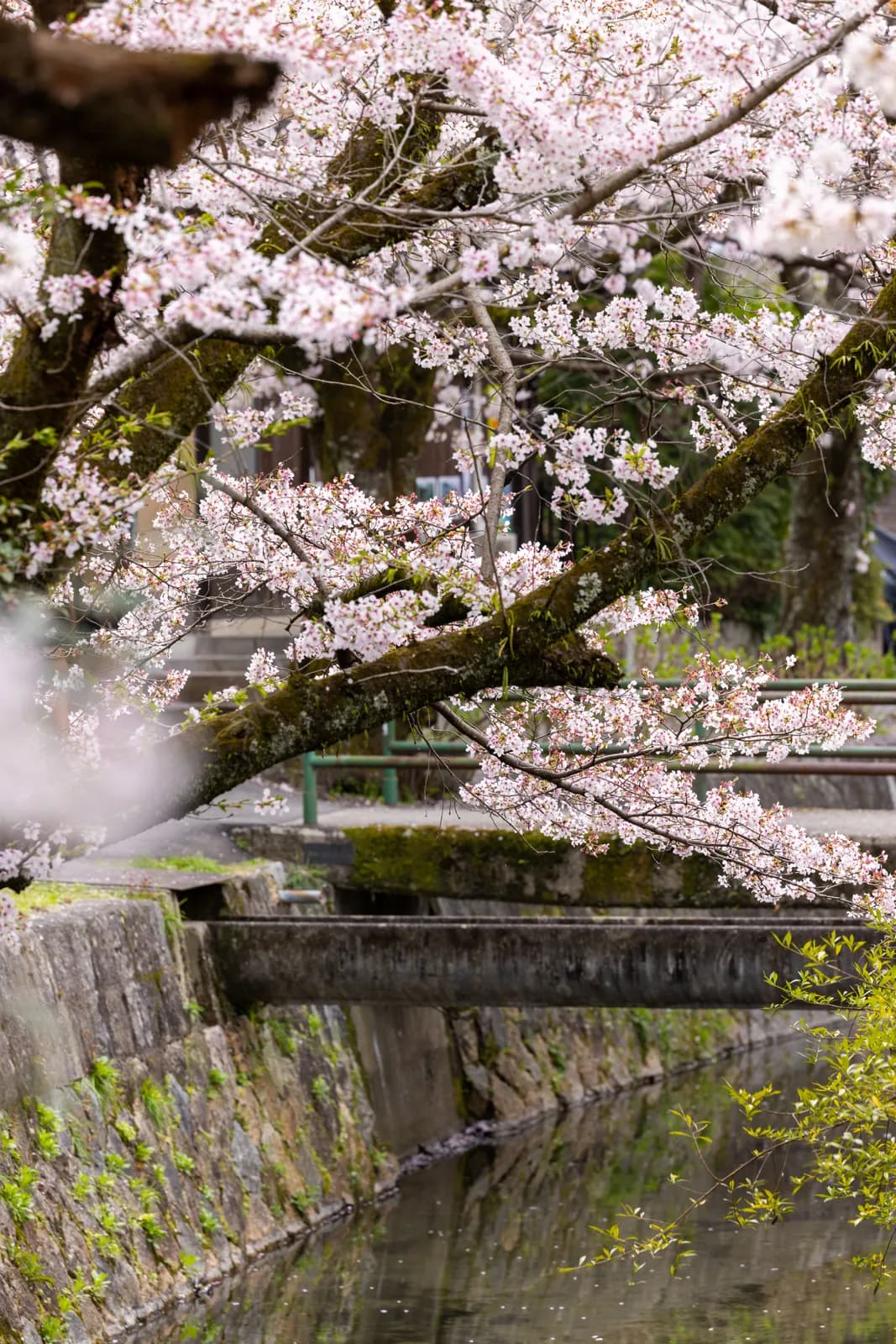 Cherry blossoms blooming over a stone canal in japan during the spring season