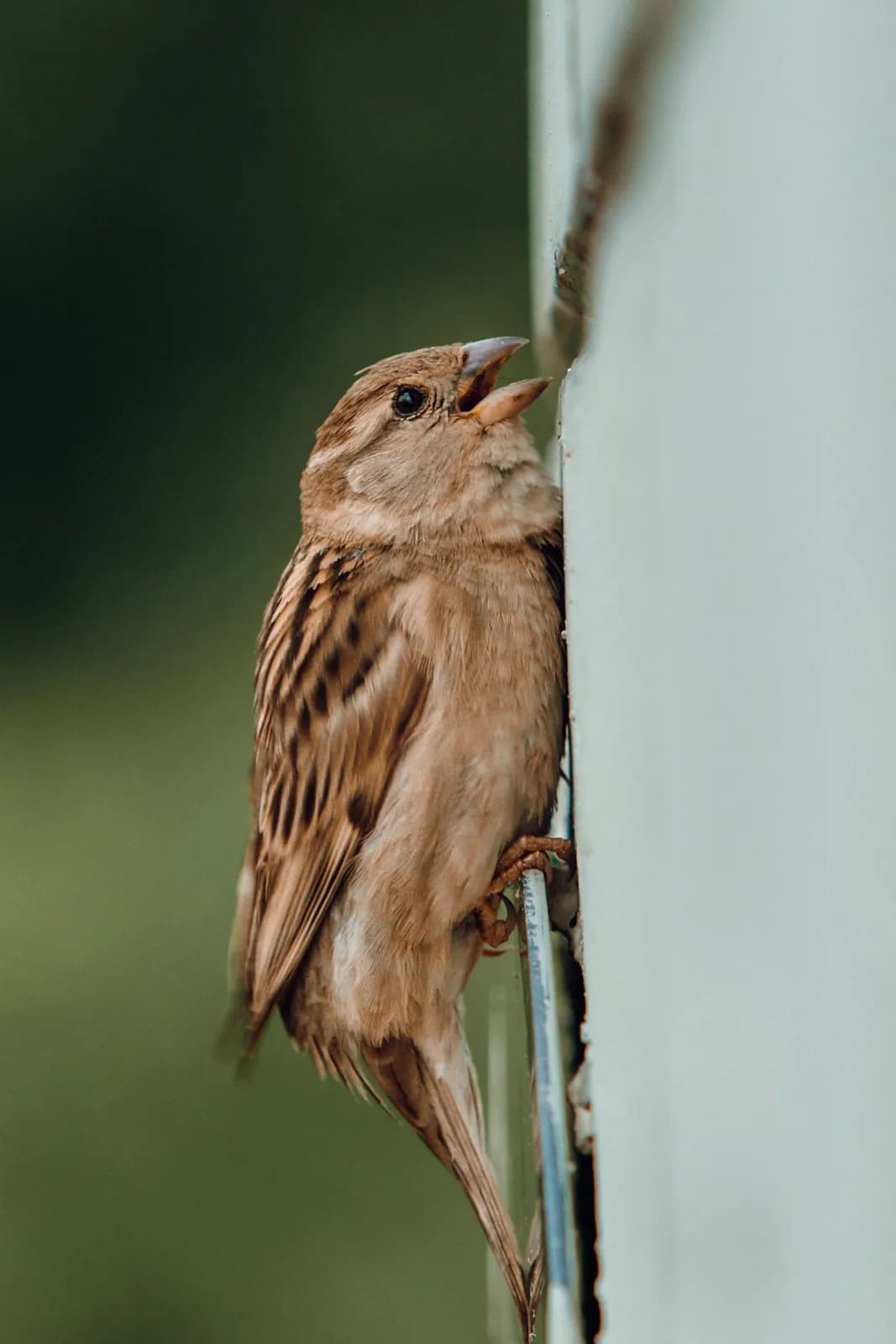 Small brown sparrow bird perched on a white wall with open beak in a natural outdoor environment
