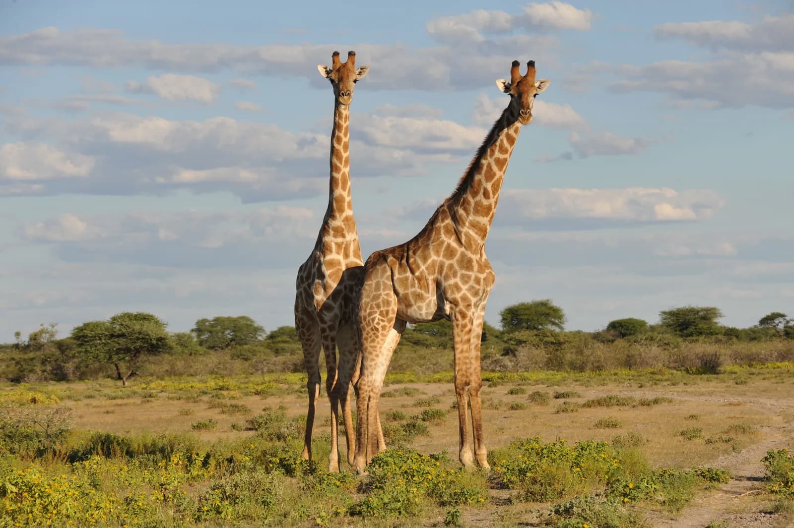 Two giraffes standing in the african savanna landscape under a blue sky with scattered clouds