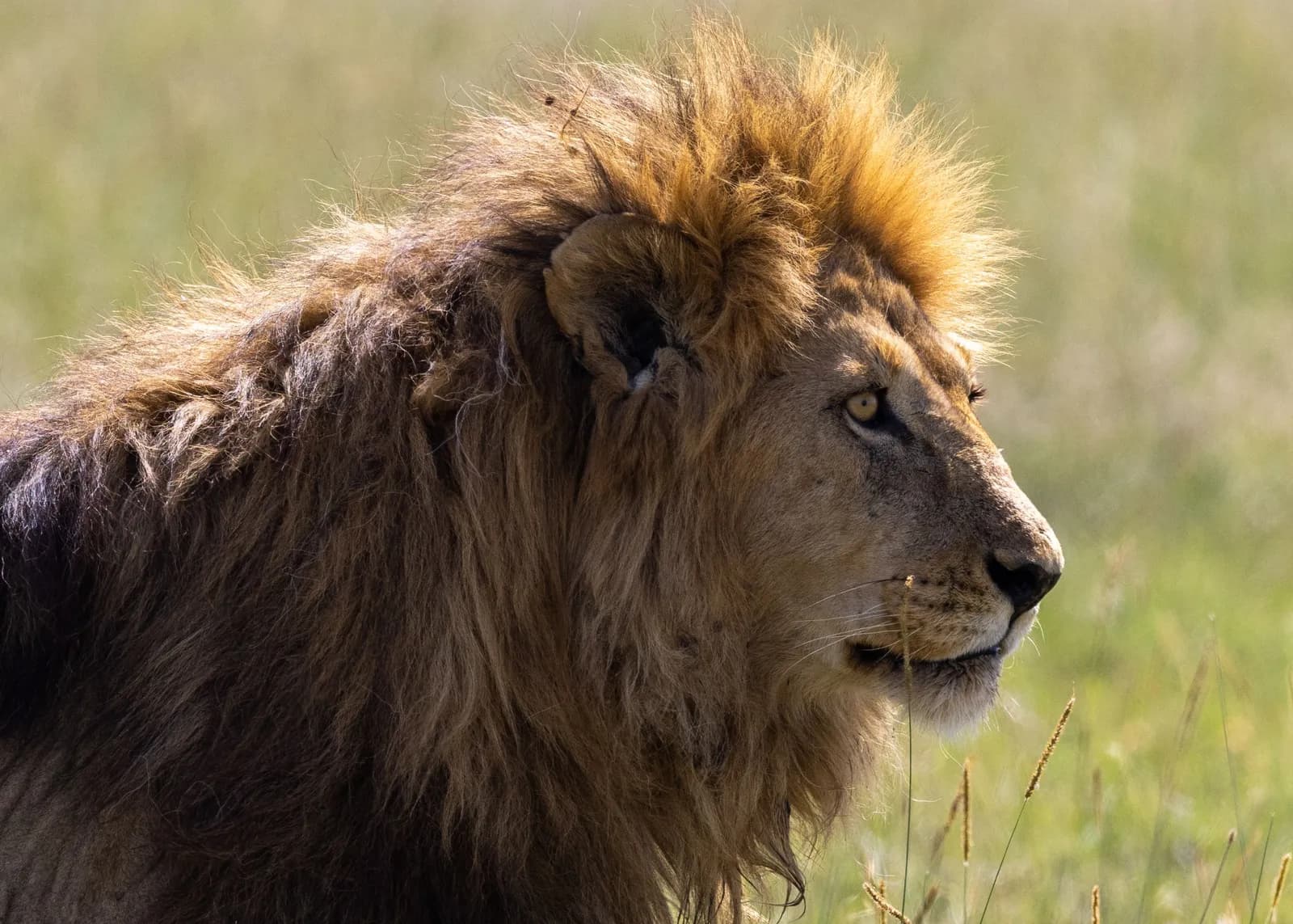 Majestic male lion with thick mane standing in the african savanna during a sunny day