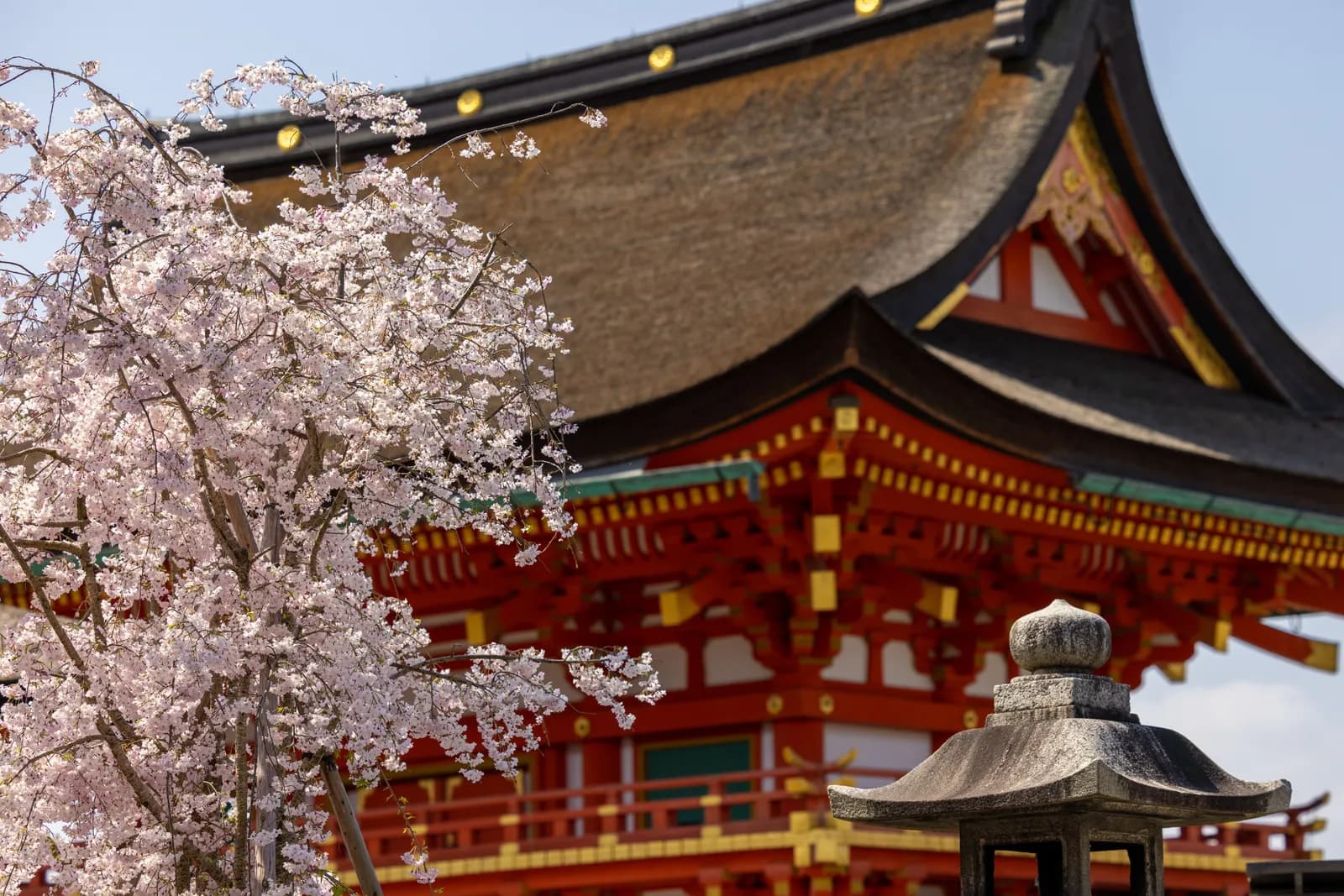 Cherry blossoms blooming in front of a traditional japanese temple during spring season