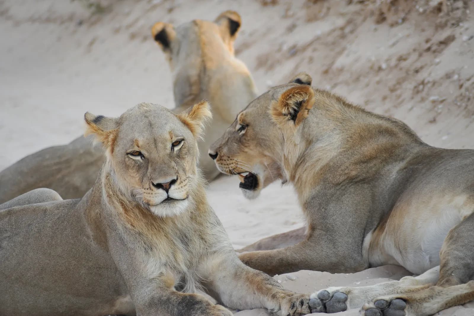 Three wild lionesses resting together on sandy ground in a natural african savanna habitat